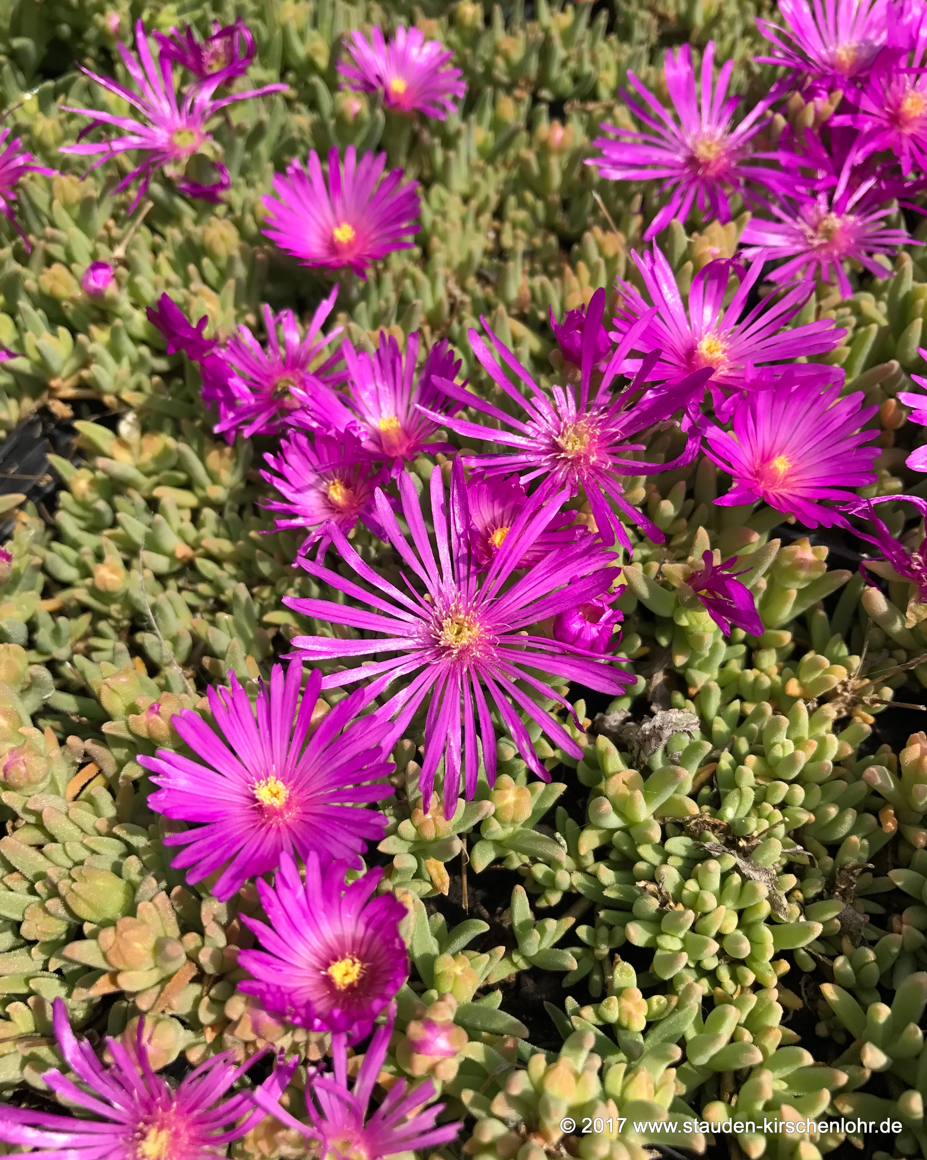 Delosperma deleeuwiae