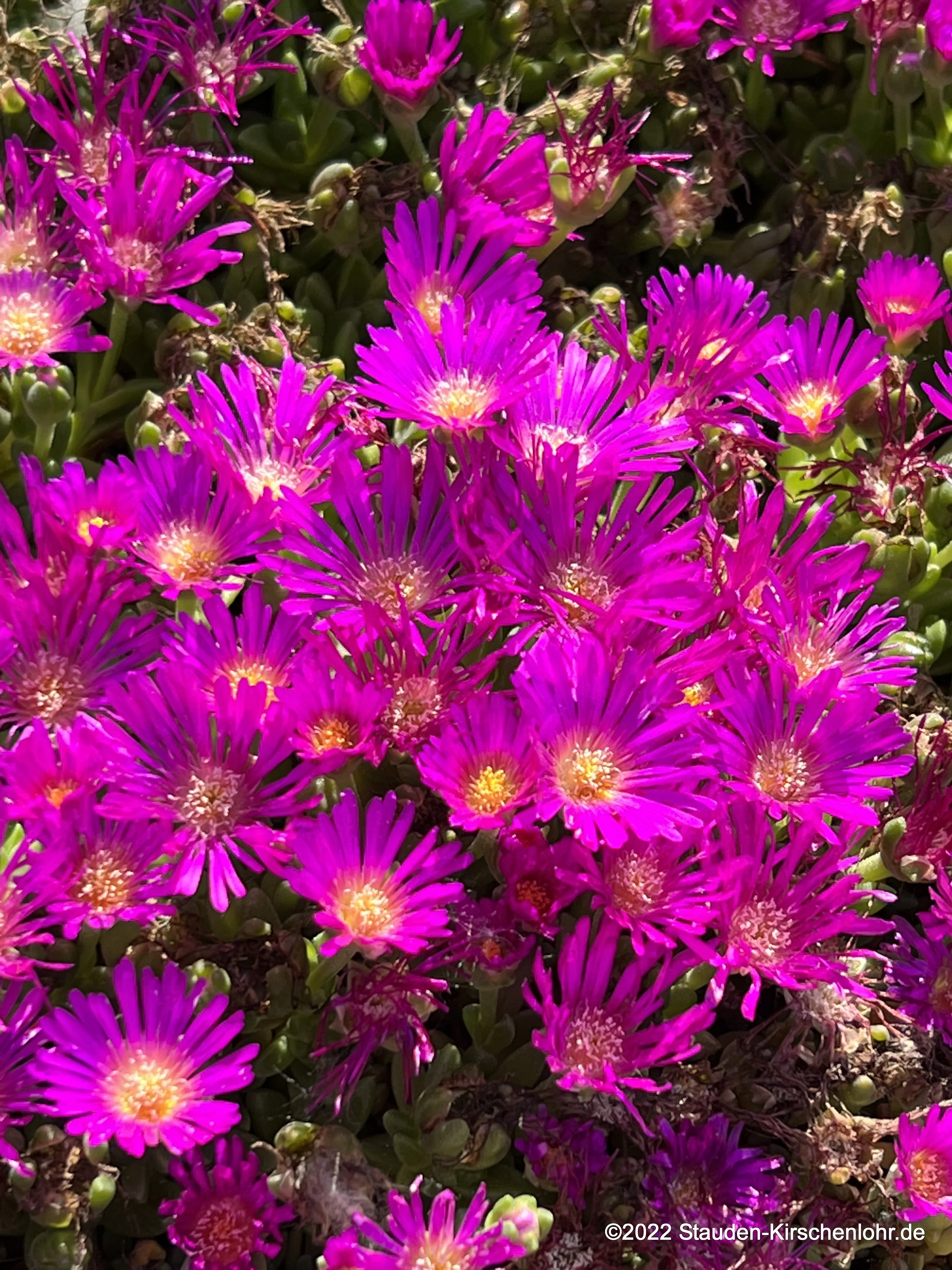 Delosperma lavisiae 'First Love'