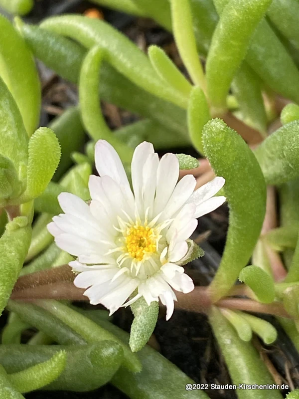 Delosperma 'Maßliebchen'