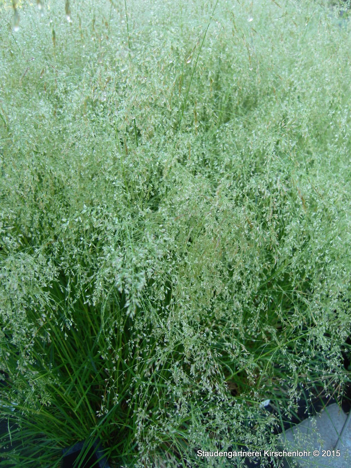 Deschampsia cespitosa 'Tardiflora'