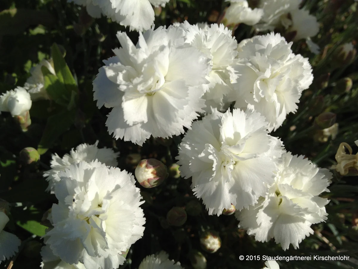 Dianthus 'Arctic Star' ®