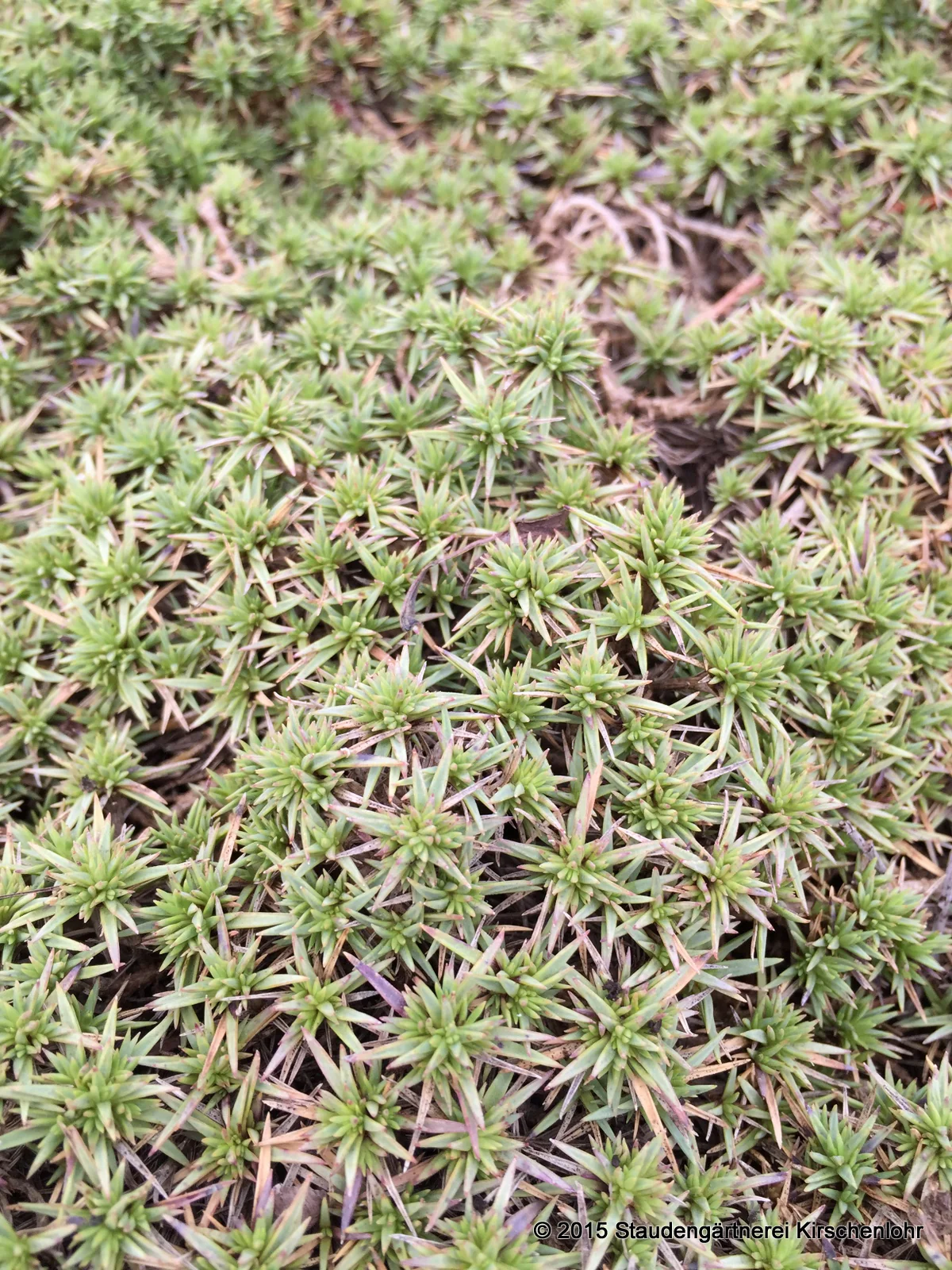 Dianthus erinaceus var. alpinus