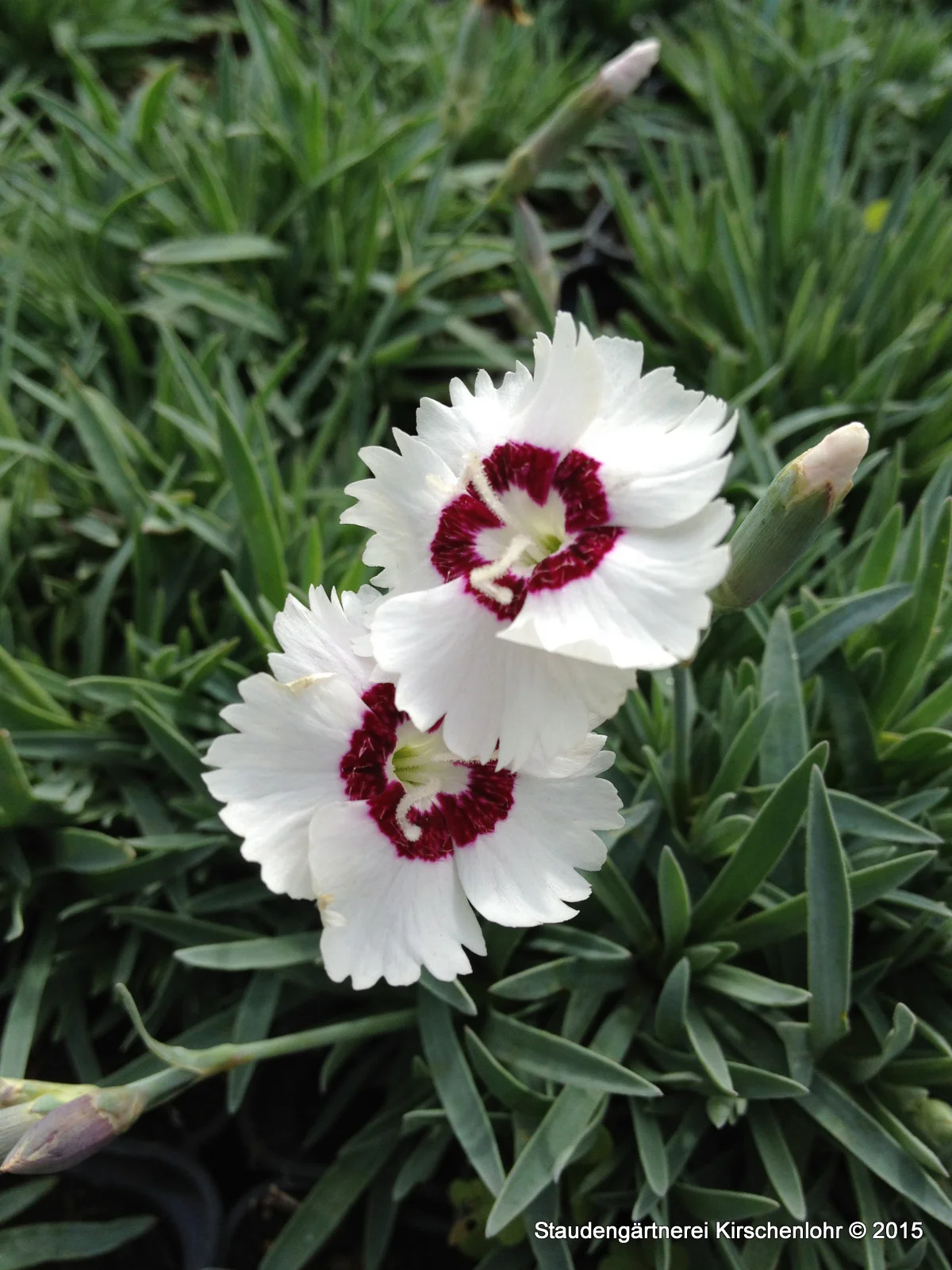Dianthus 'Starrey Eyes' ®