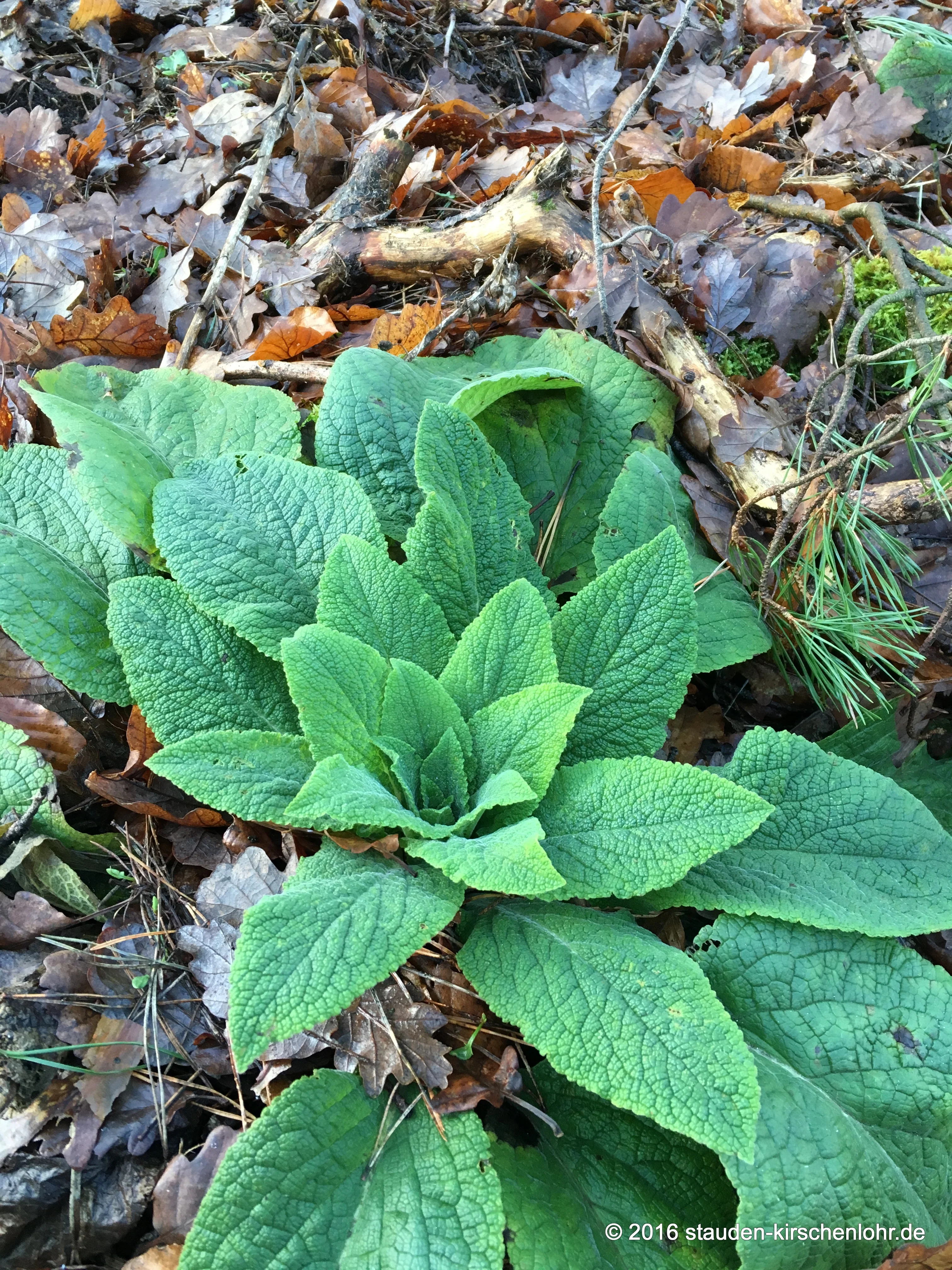 Digitalis purpurea 'Alba'