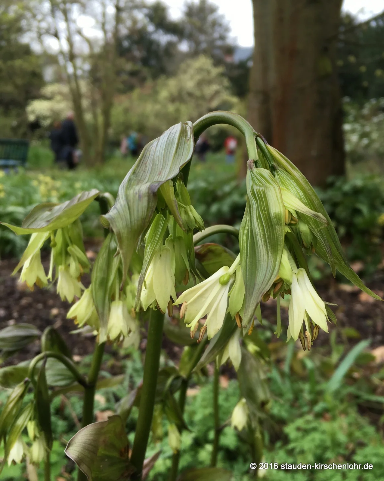 Disporum bodinieri