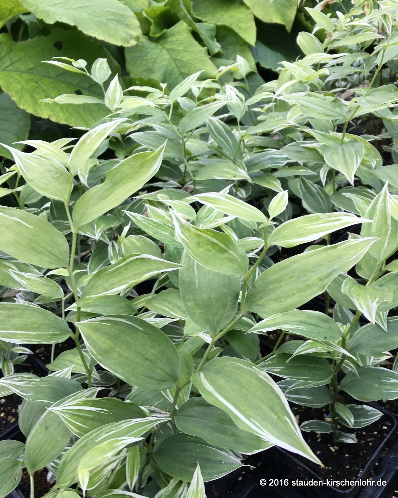 Disporum sessile 'Variegatum'