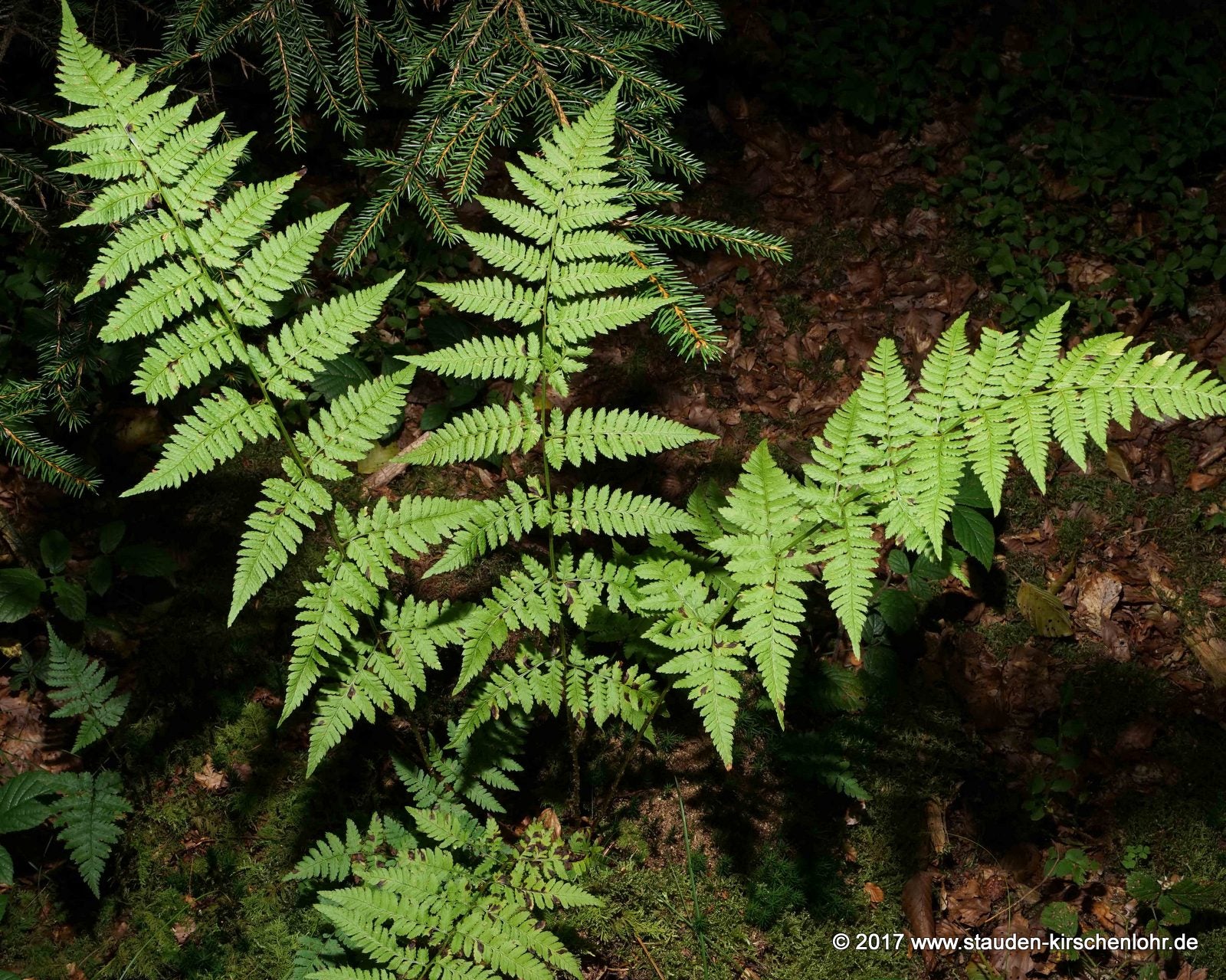 Dryopteris carthusiana