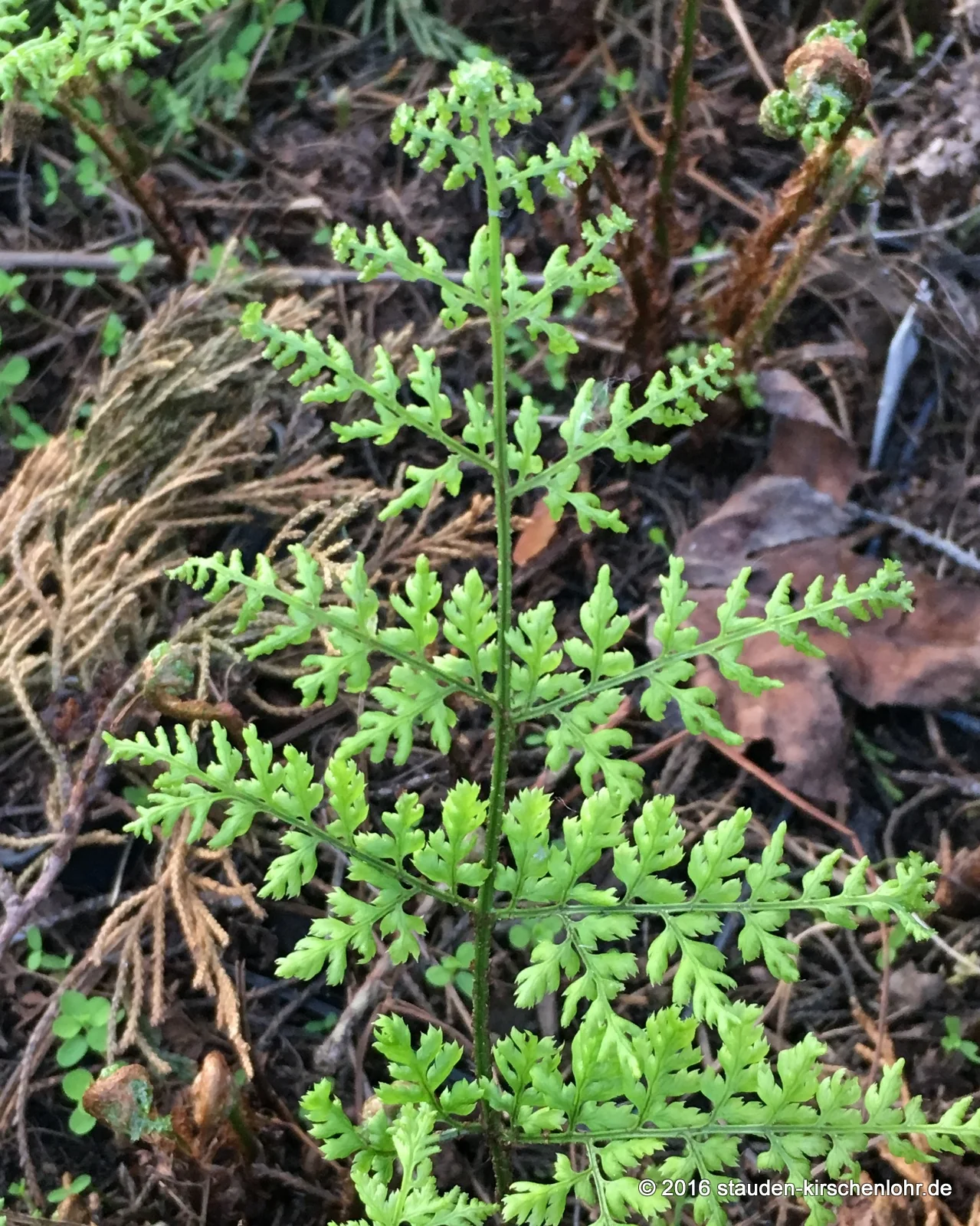 Dryopteris dilatata 'Lepidota Crispa'