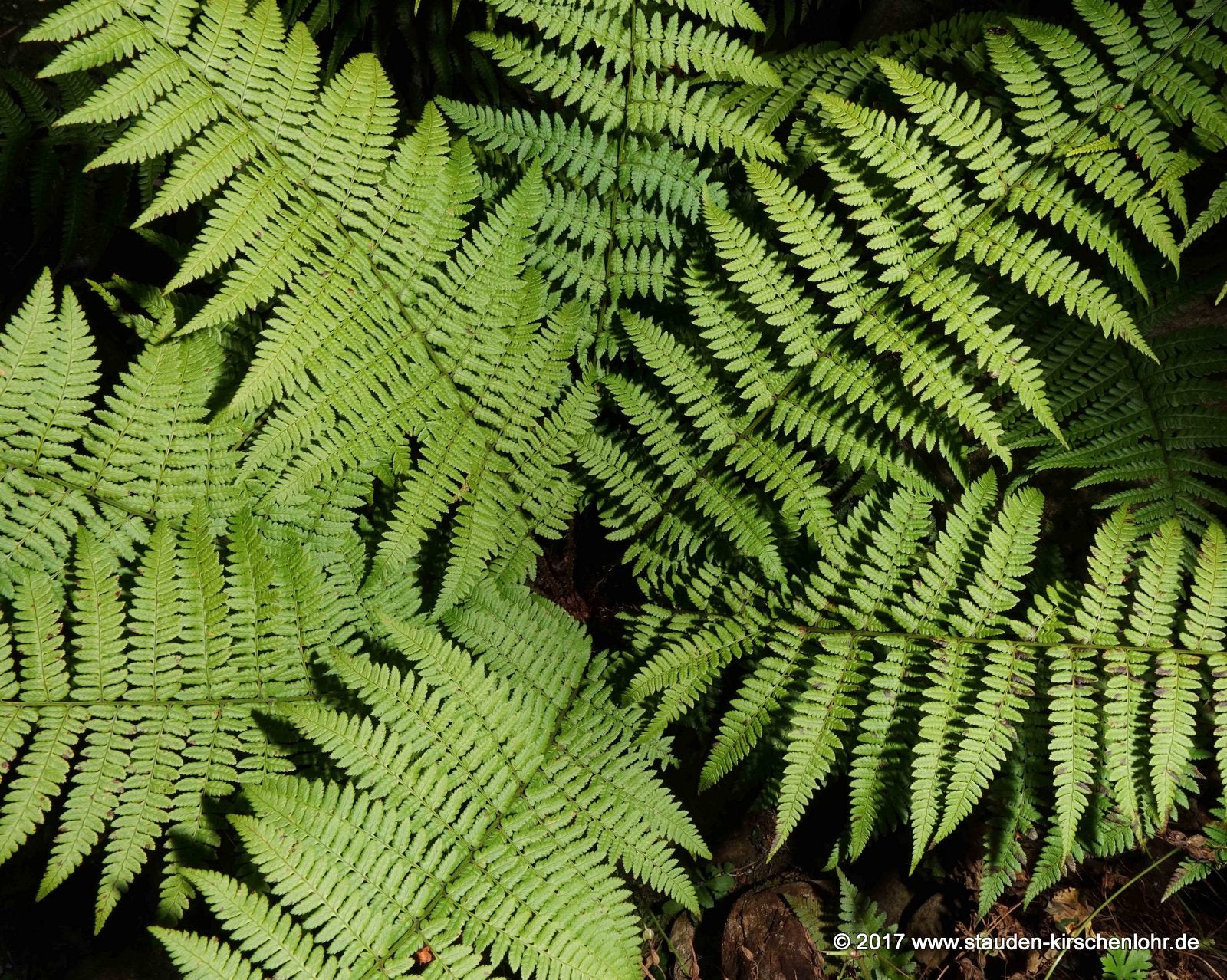 Dryopteris remota