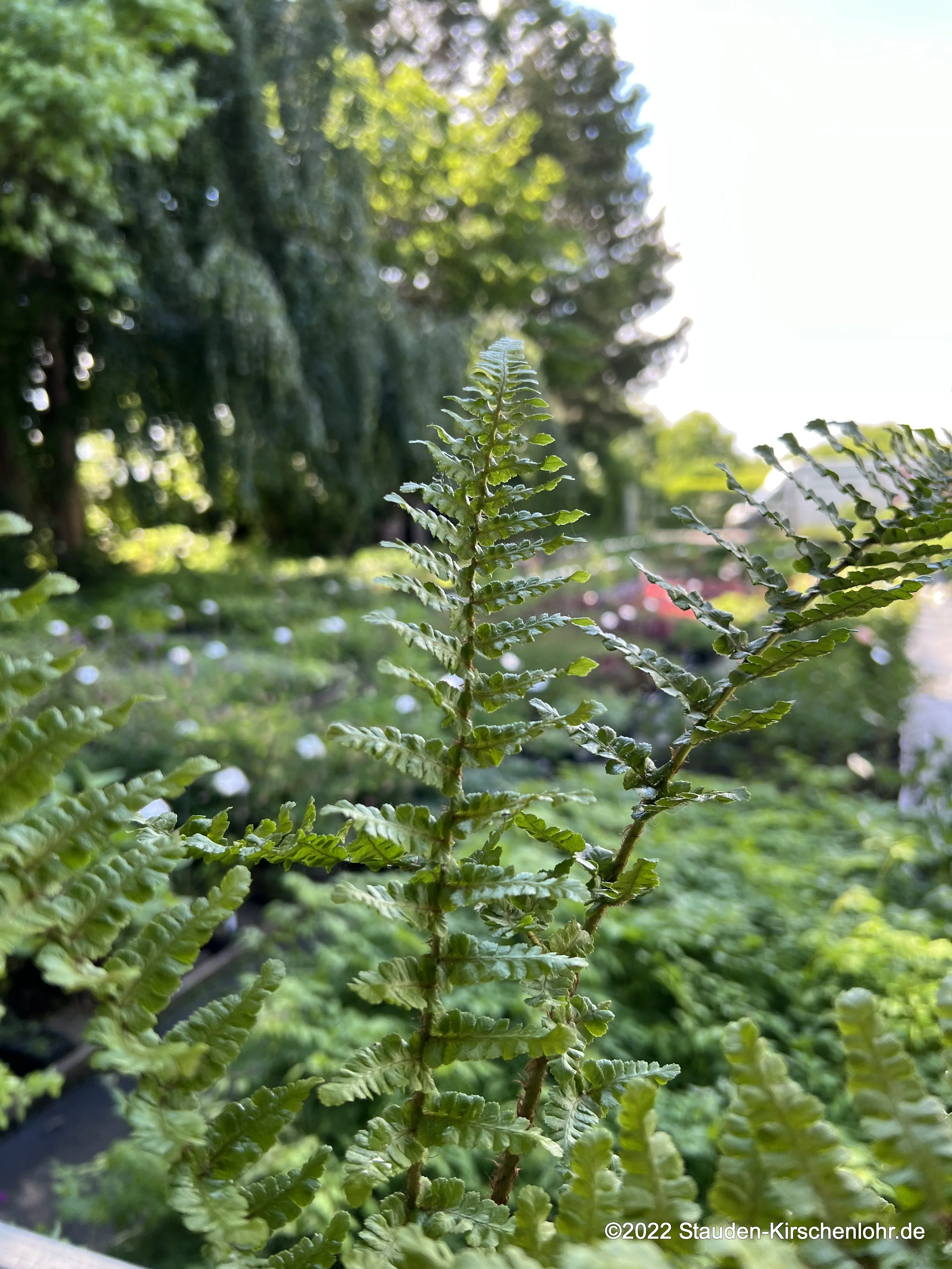Dryopteris x complexa 'Stableri' NIS