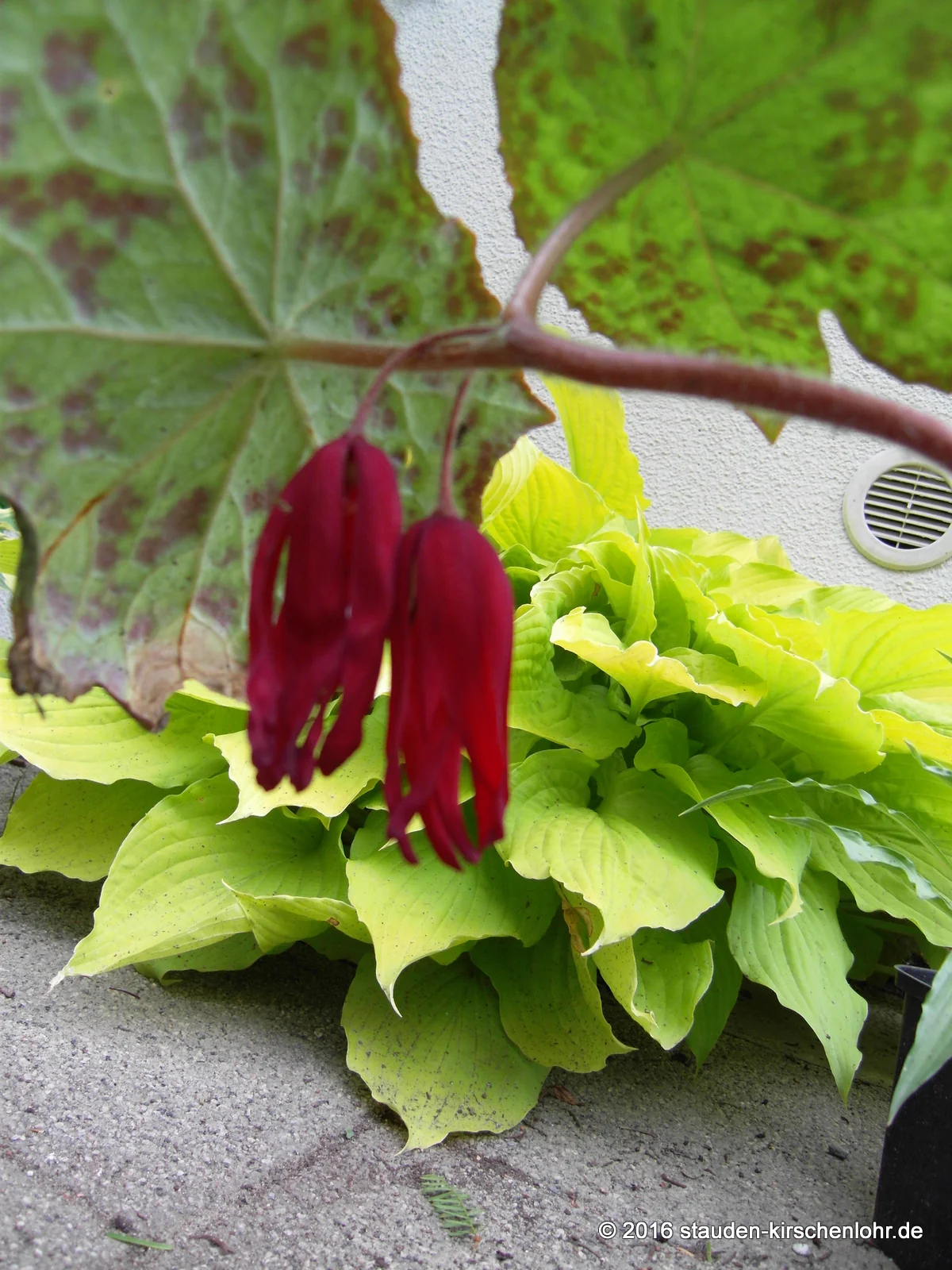 Dysosma 'Spotty Dotty' ® (Podophyllum)