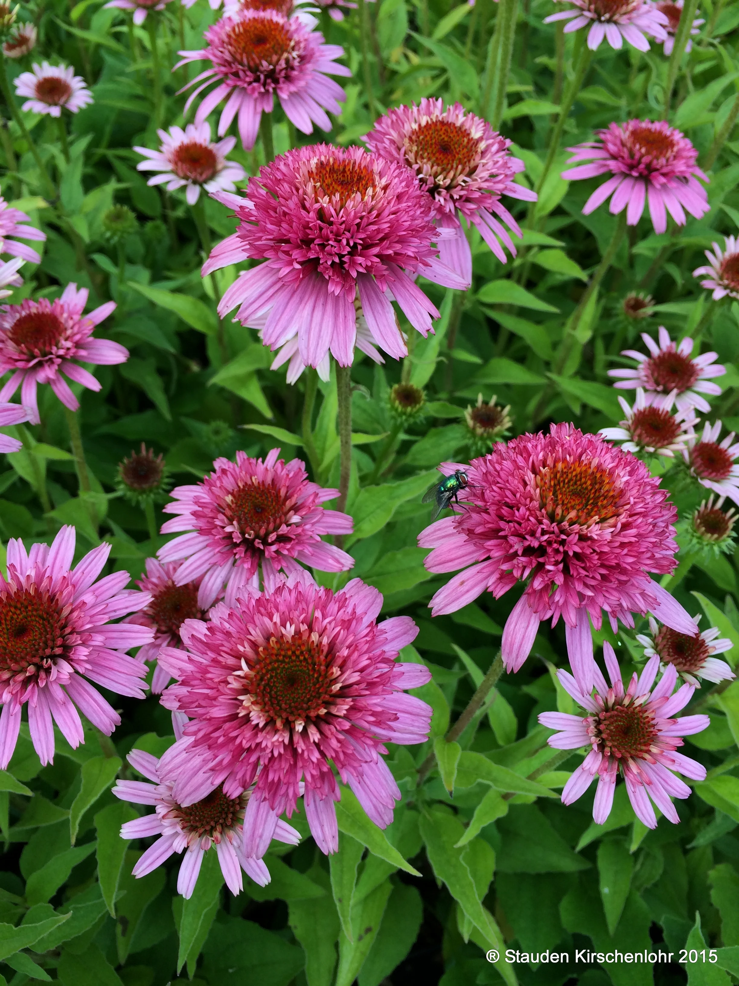 Echinacea 'Butterfly Kisses' ®