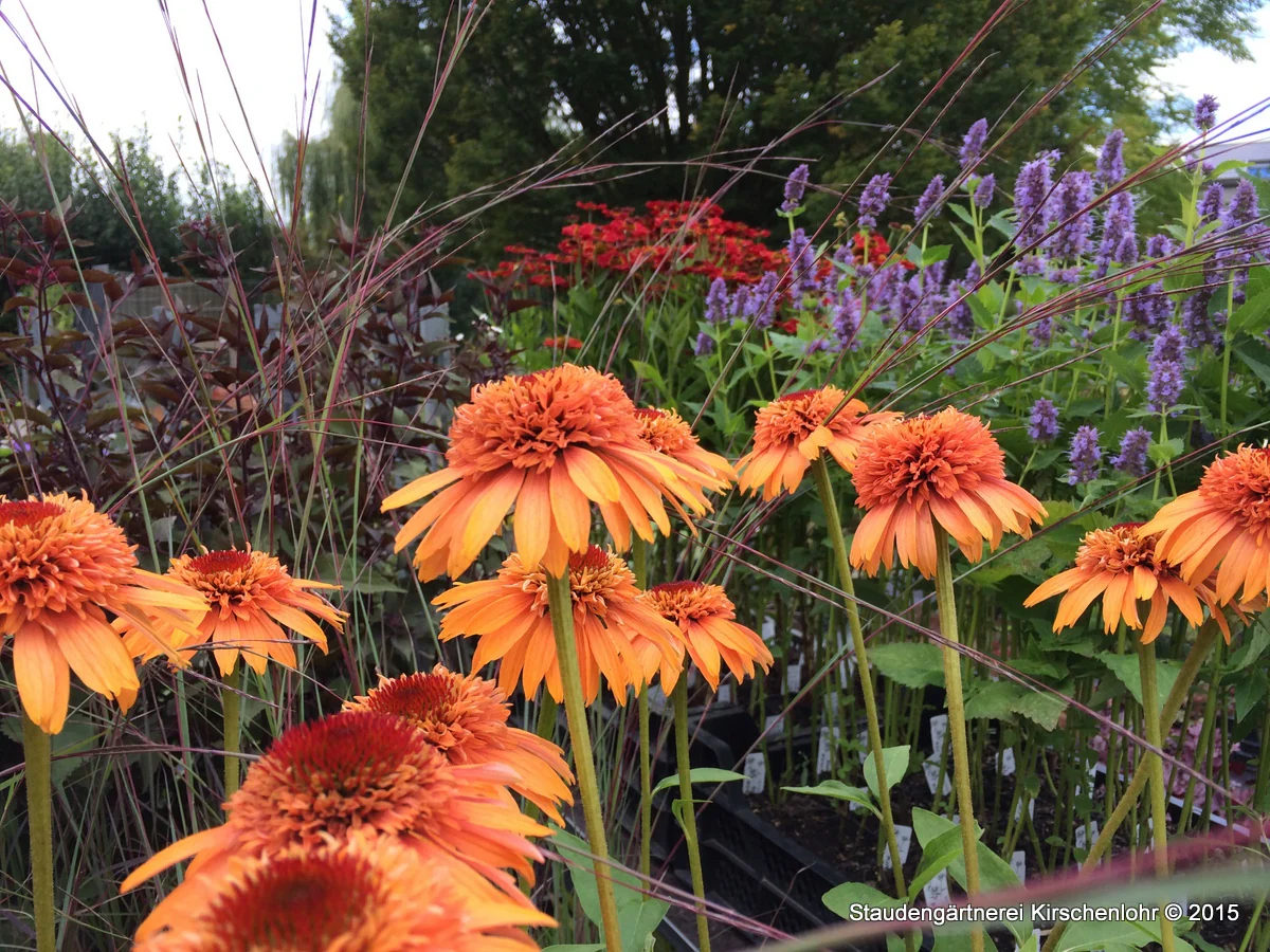 Echinacea 'Cantaloupe' ®