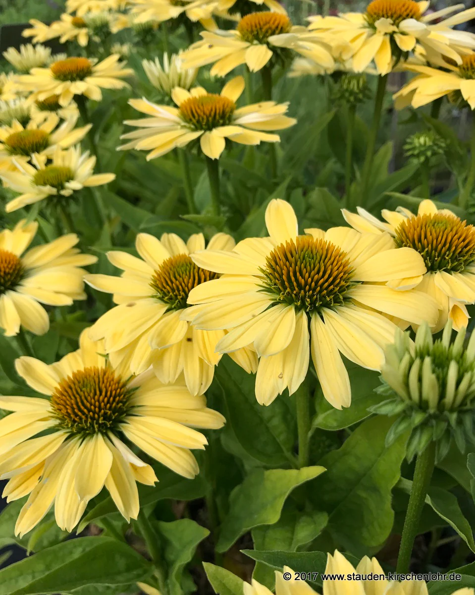 Echinacea 'Chiquita' ®