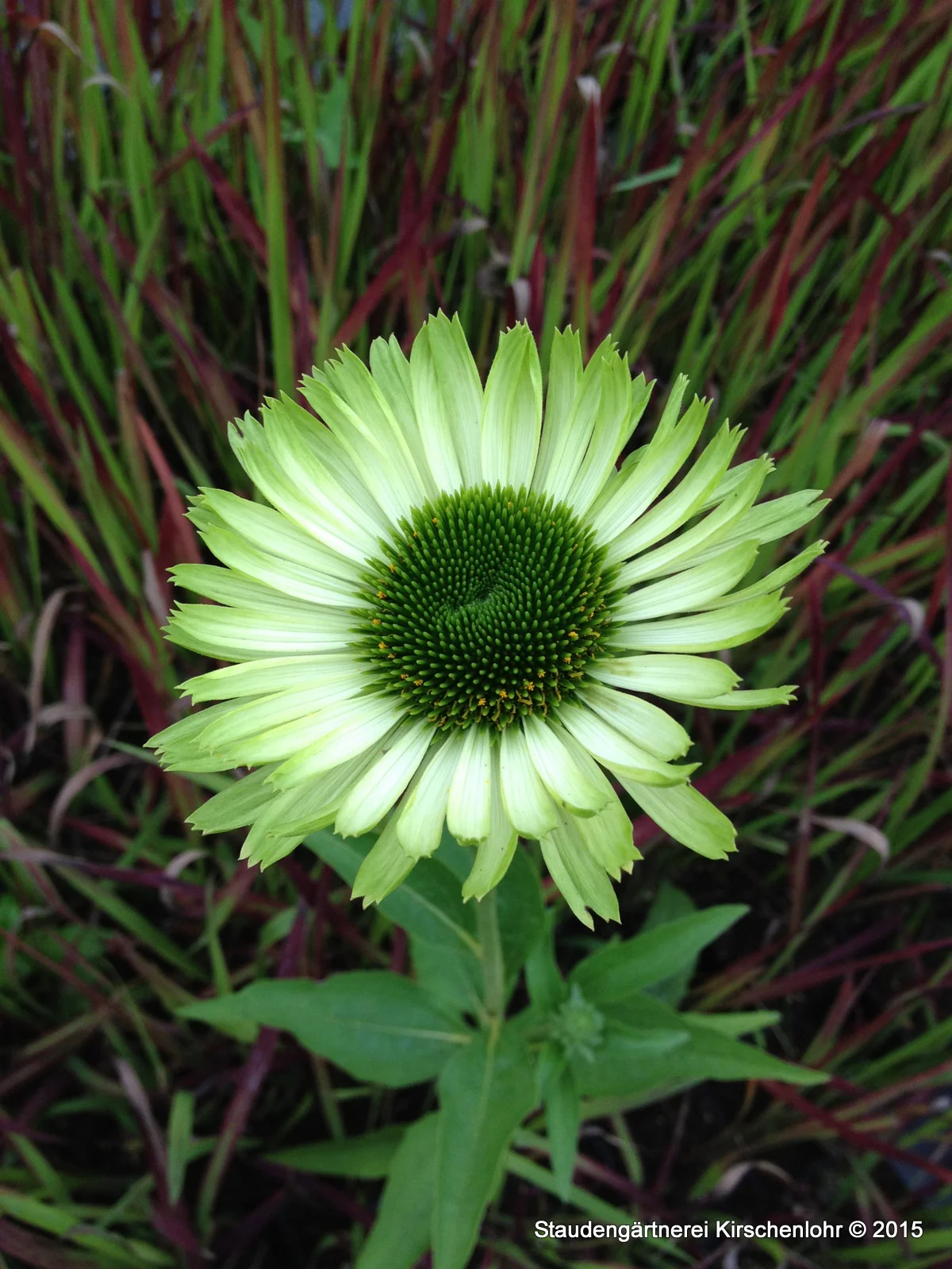 Echinacea 'Green Jewel' ®