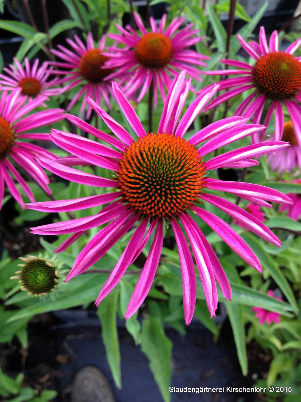 Echinacea 'Pica Bella'