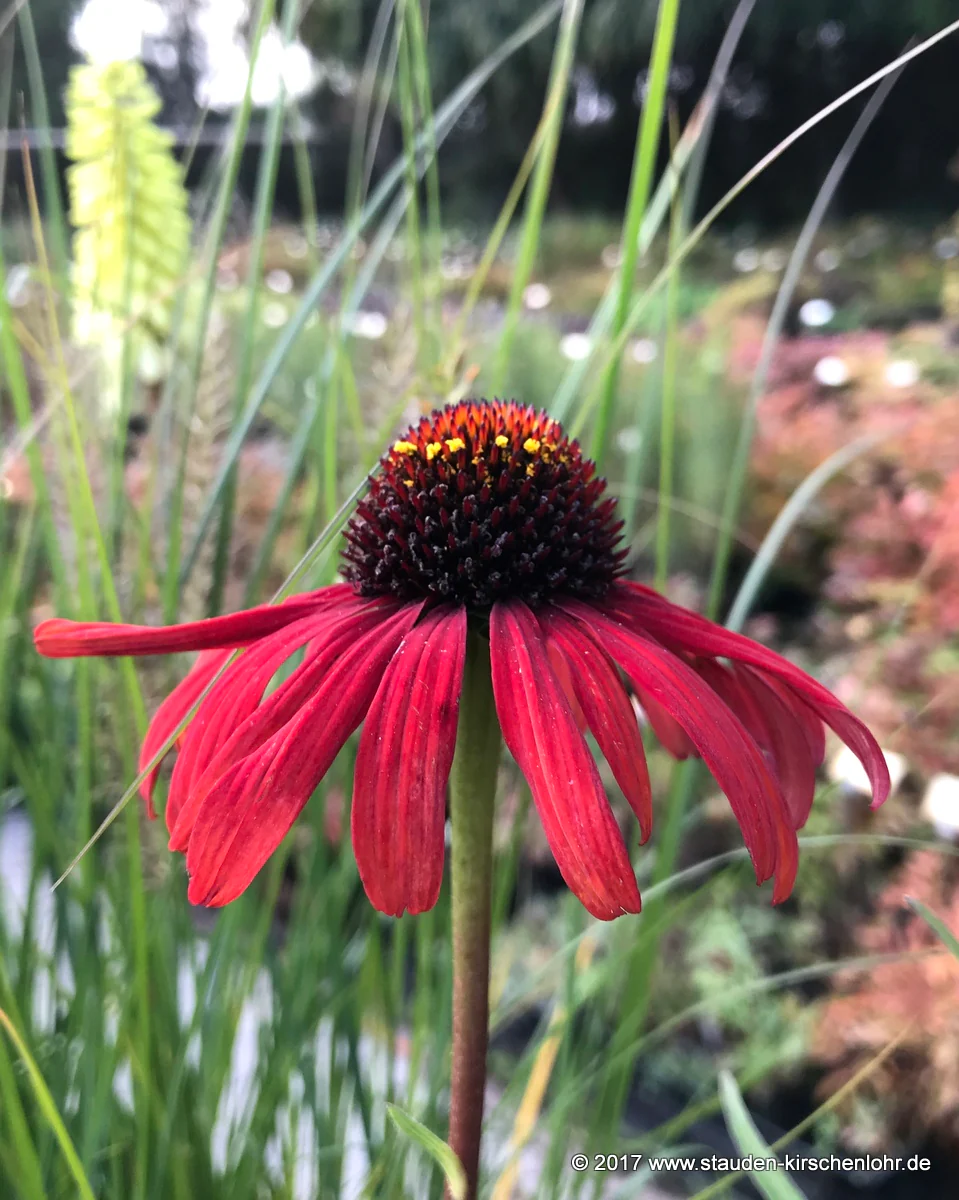 Echinacea 'Postman' ®