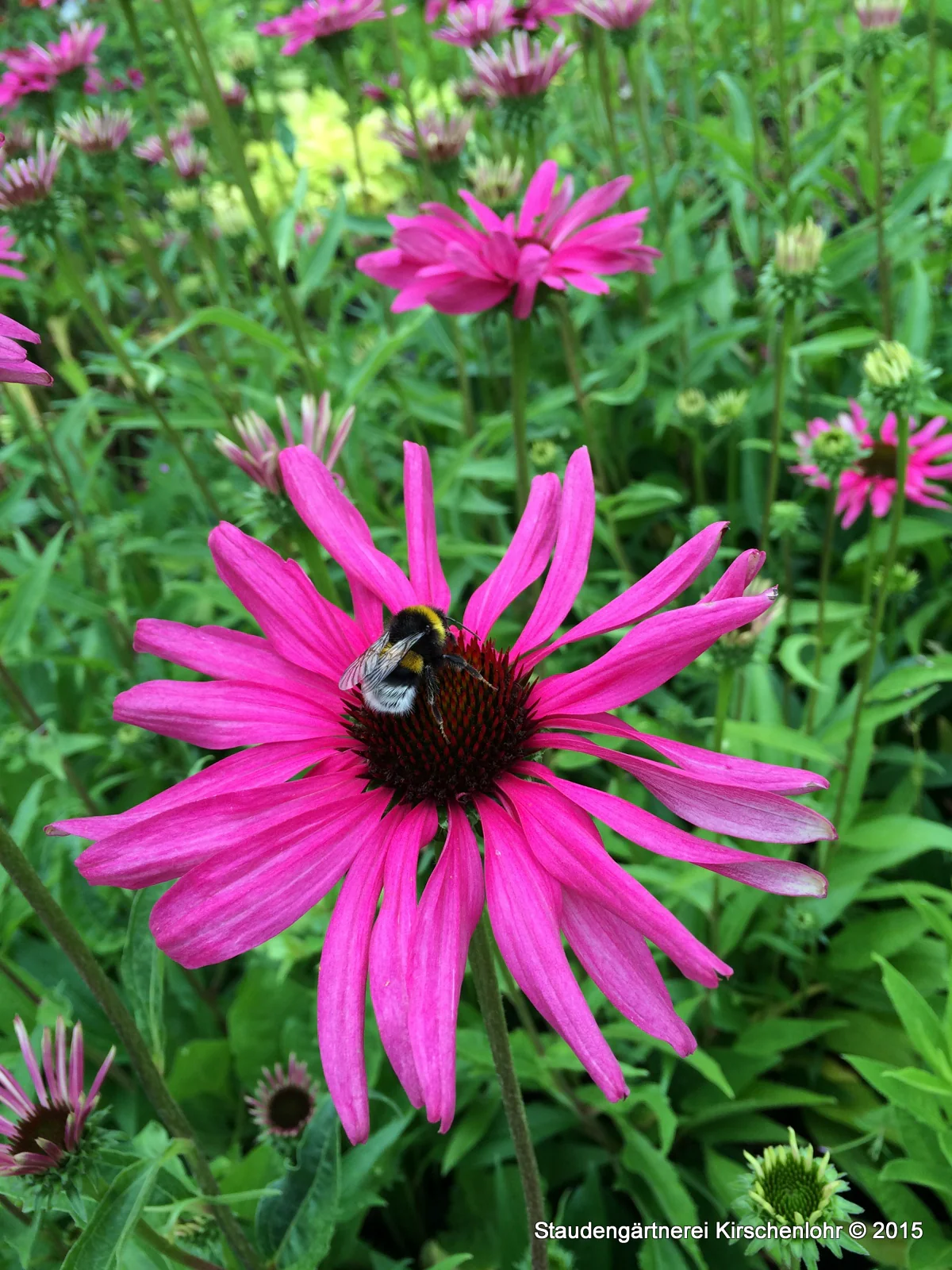 Echinacea 'Purple Emperor' ®
