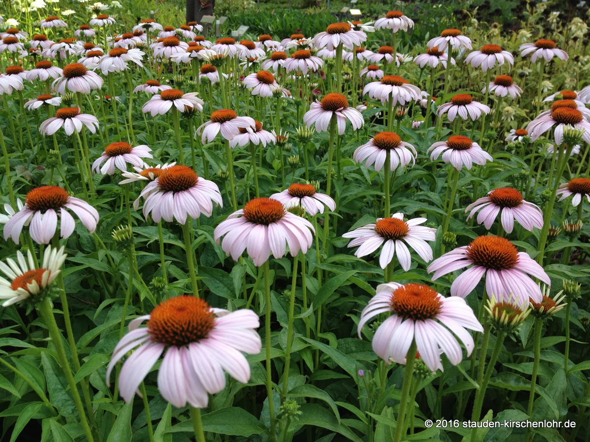 Echinacea 'Rosita' ®