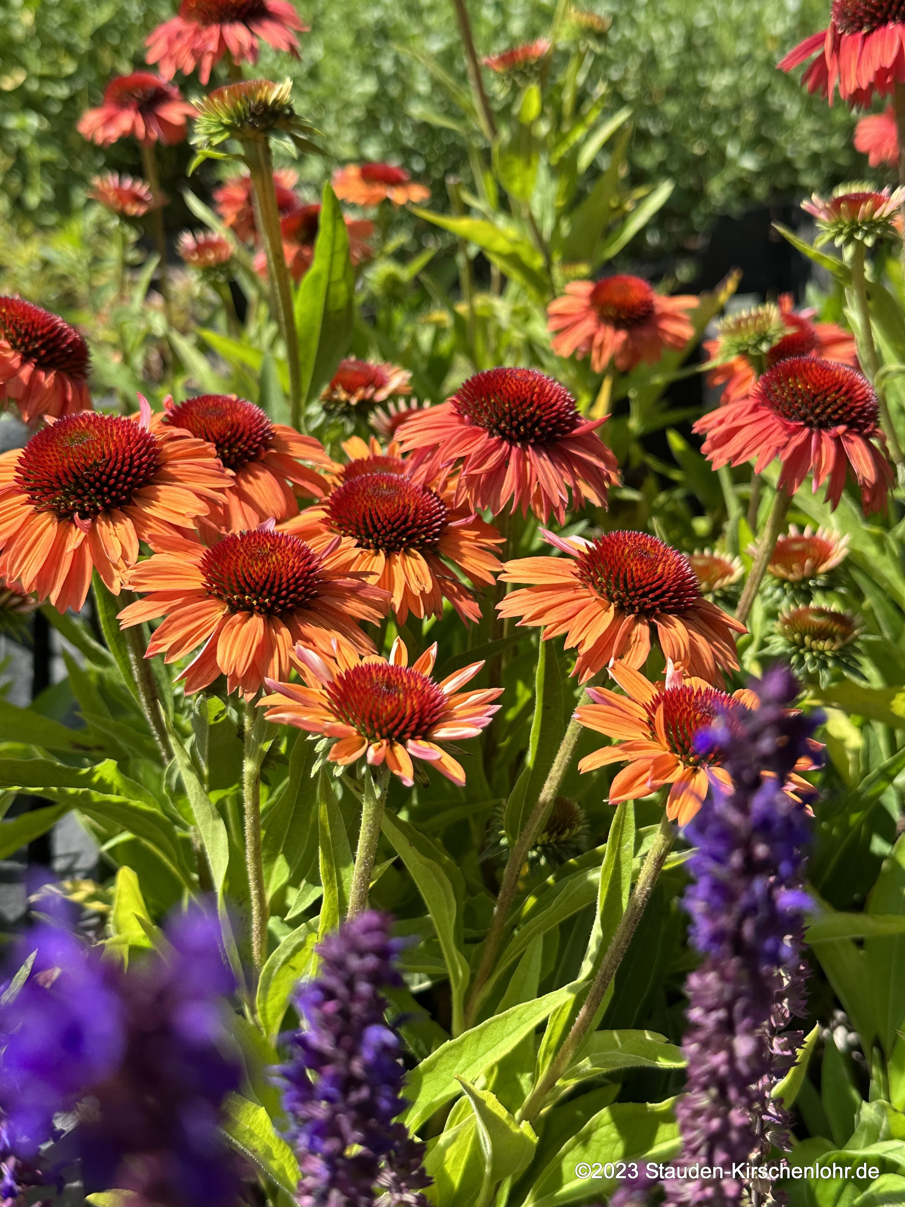 Echinacea 'Sensation Orange' ®