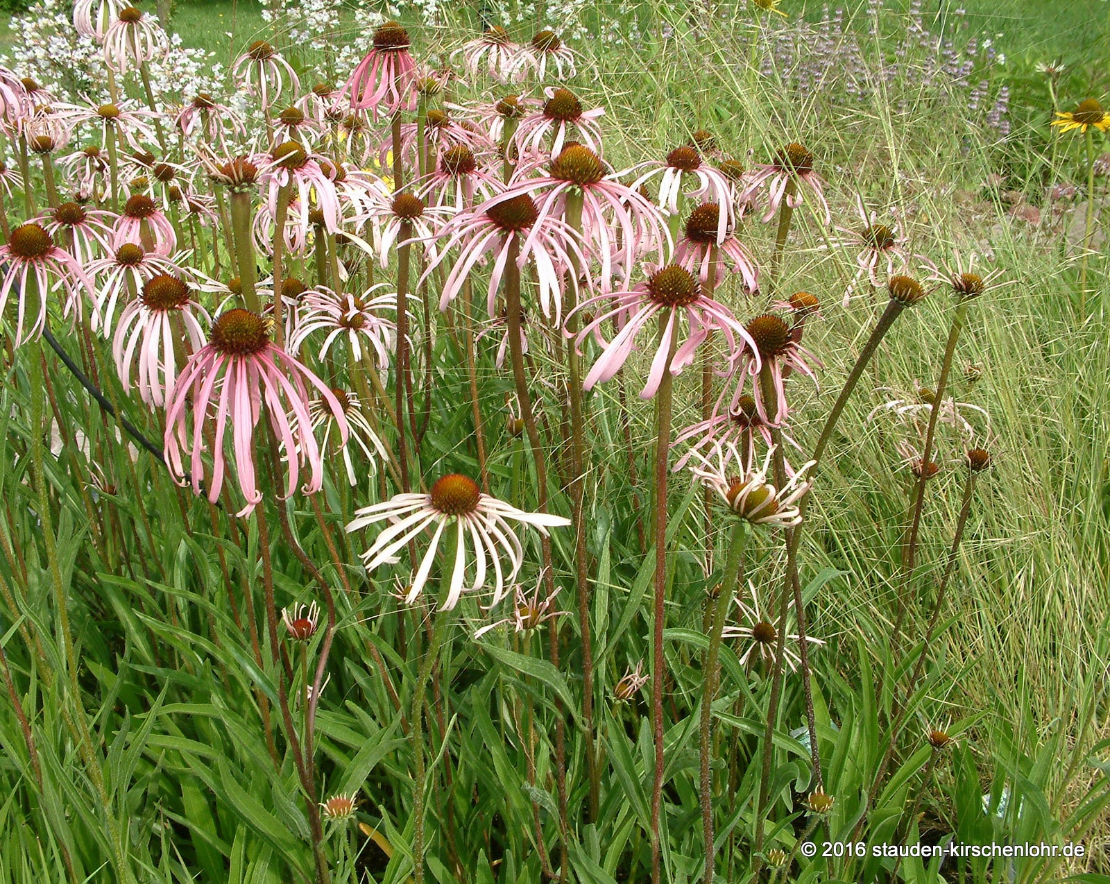 Echinacea simulata
