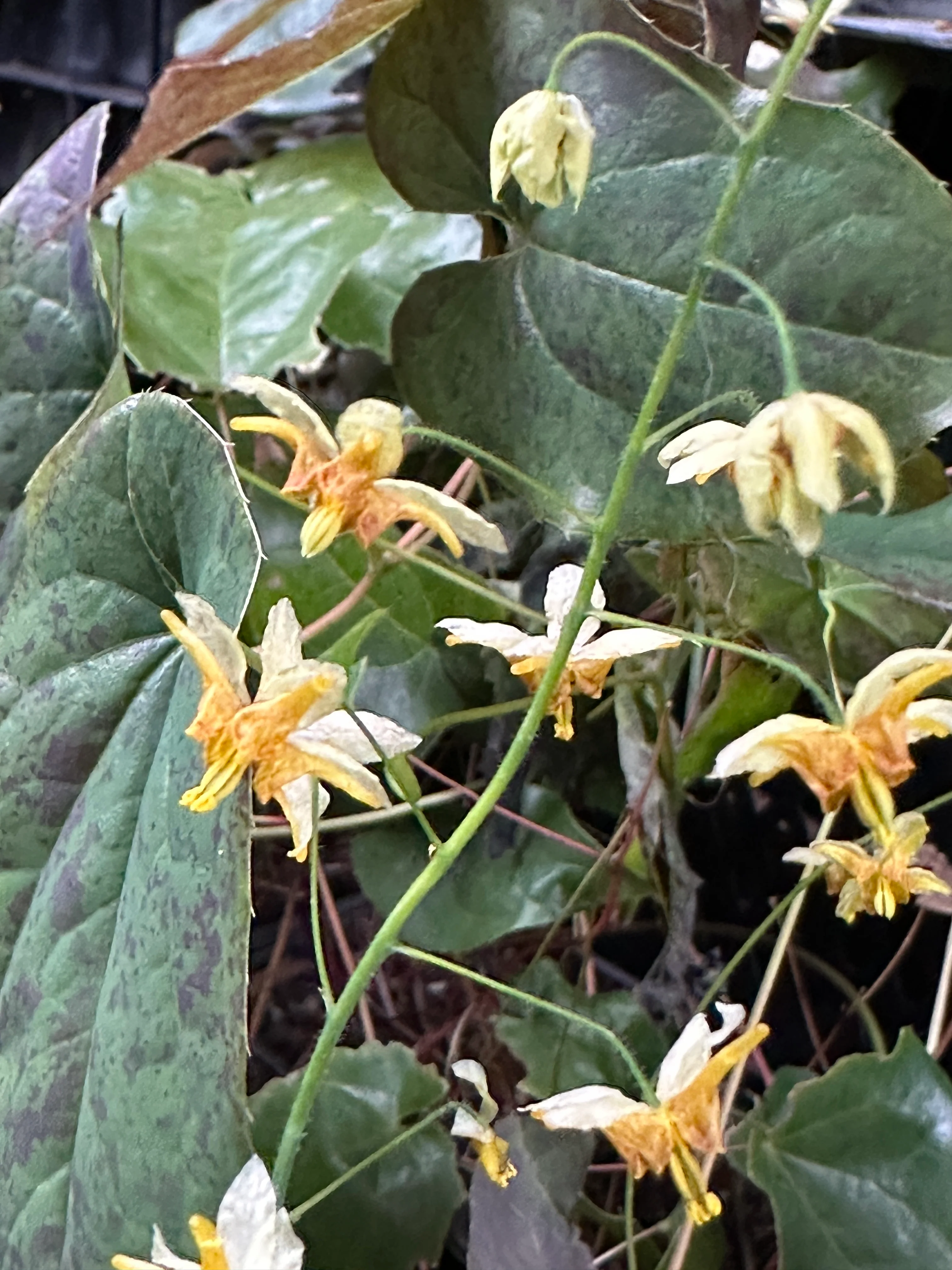Epimedium 'Amber King' NIS