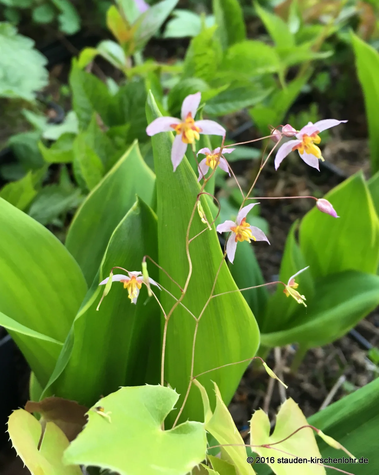 Epimedium elachyphyllum CC031480    NIS