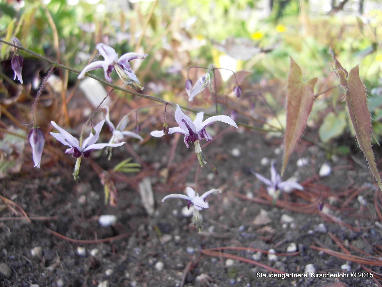 Epimedium fargesii 'Pink Constellation'