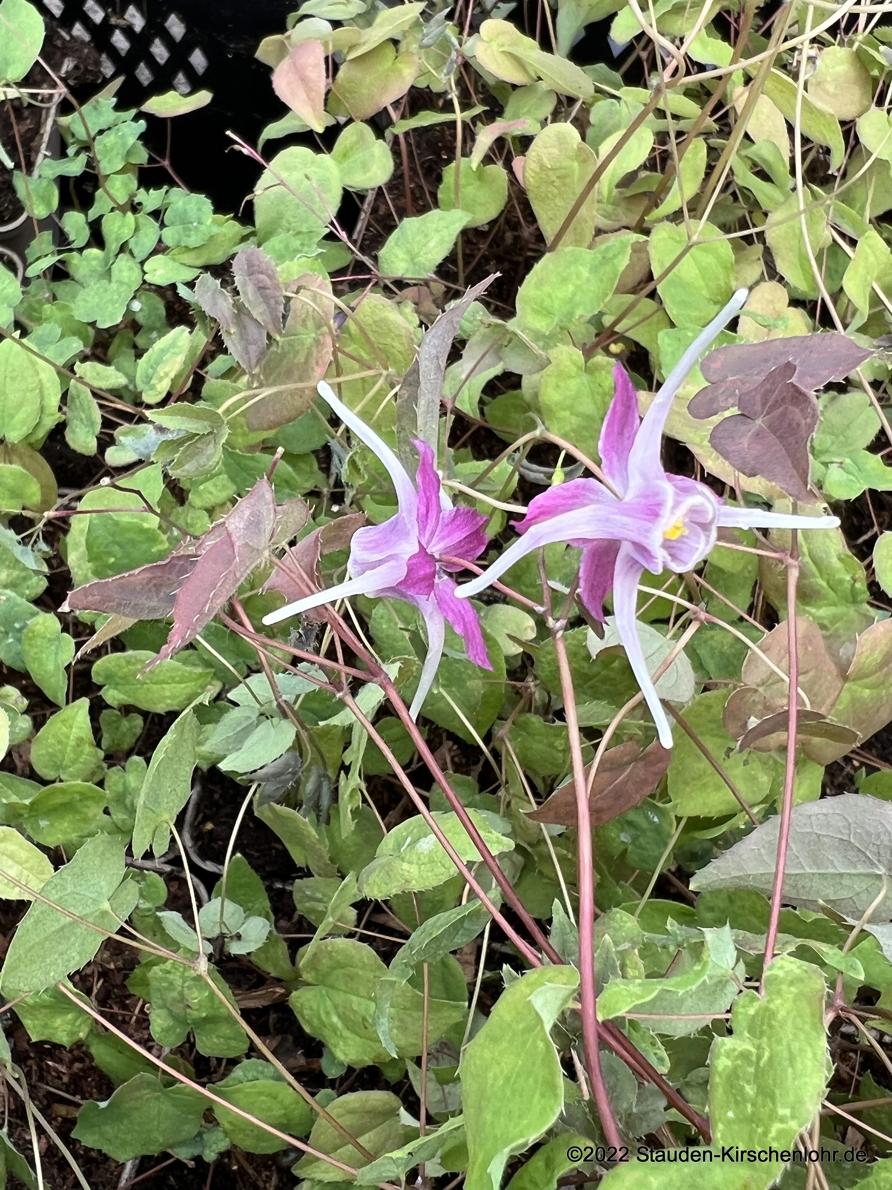 Epimedium grandiflorum 'Purple Pixie' ®