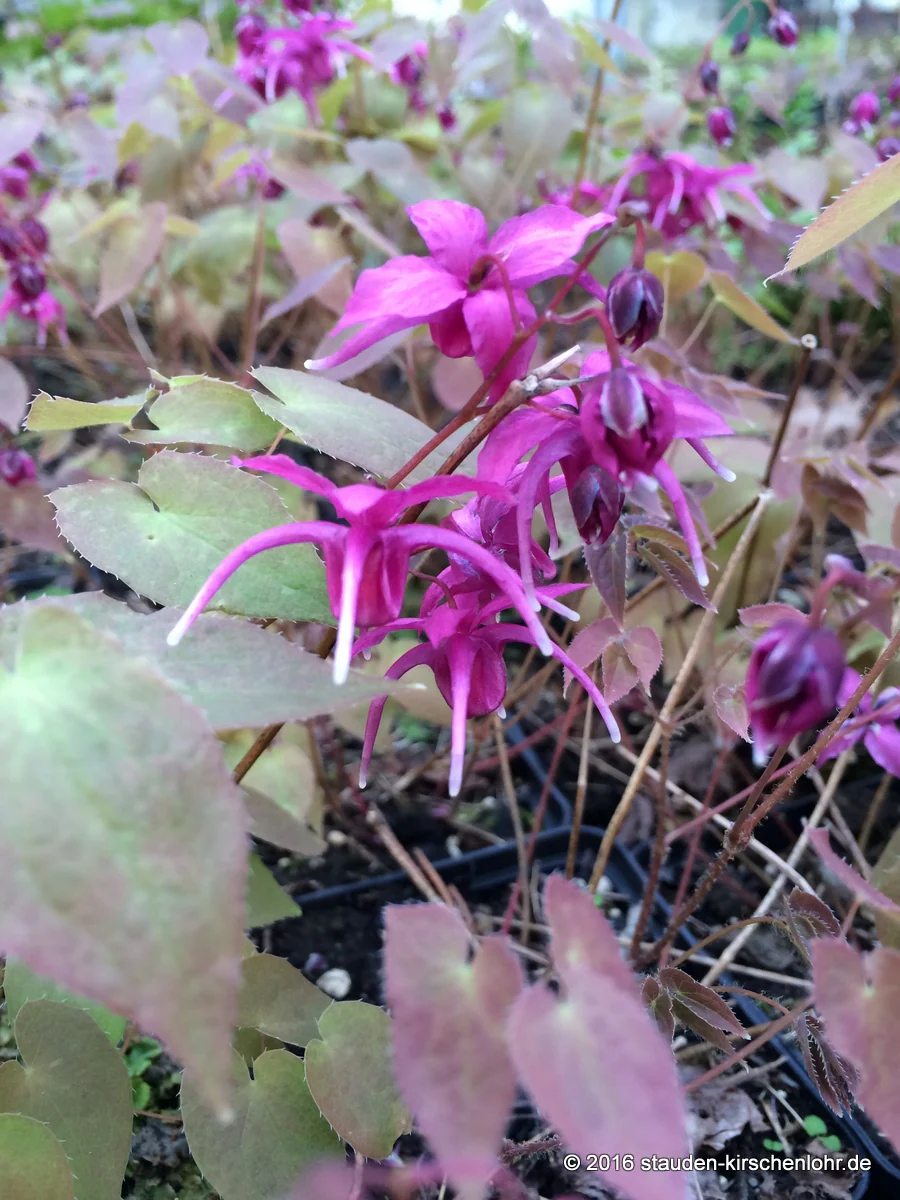 Epimedium grandiflorum 'Red Beauty'