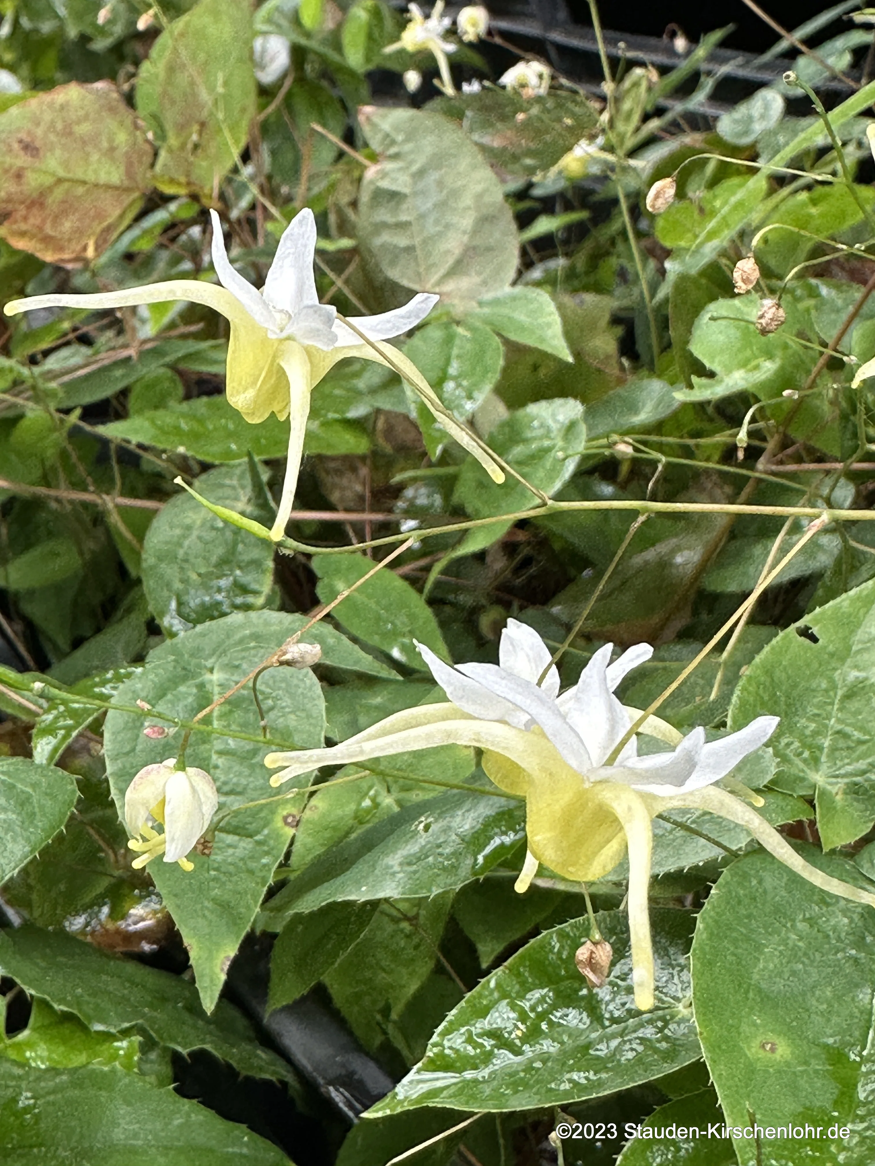 Epimedium 'La Graciosa' NIS