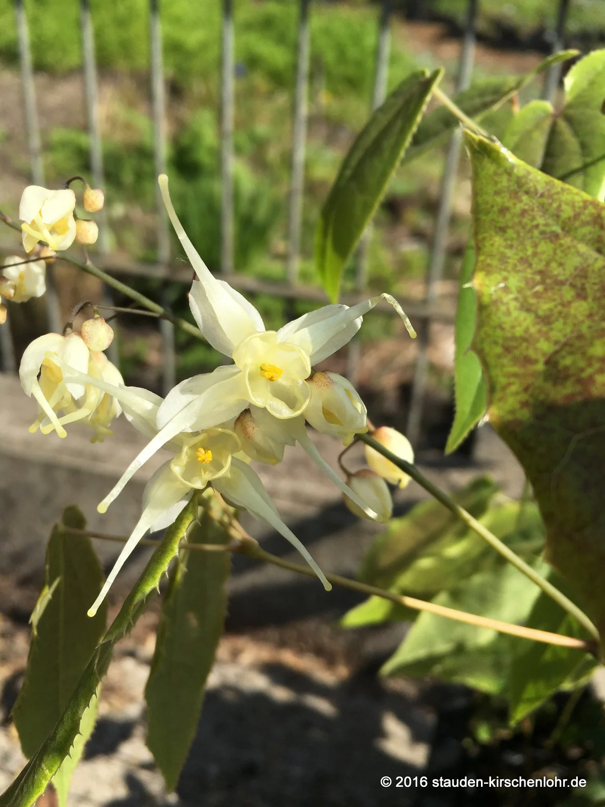 Epimedium latisepalum