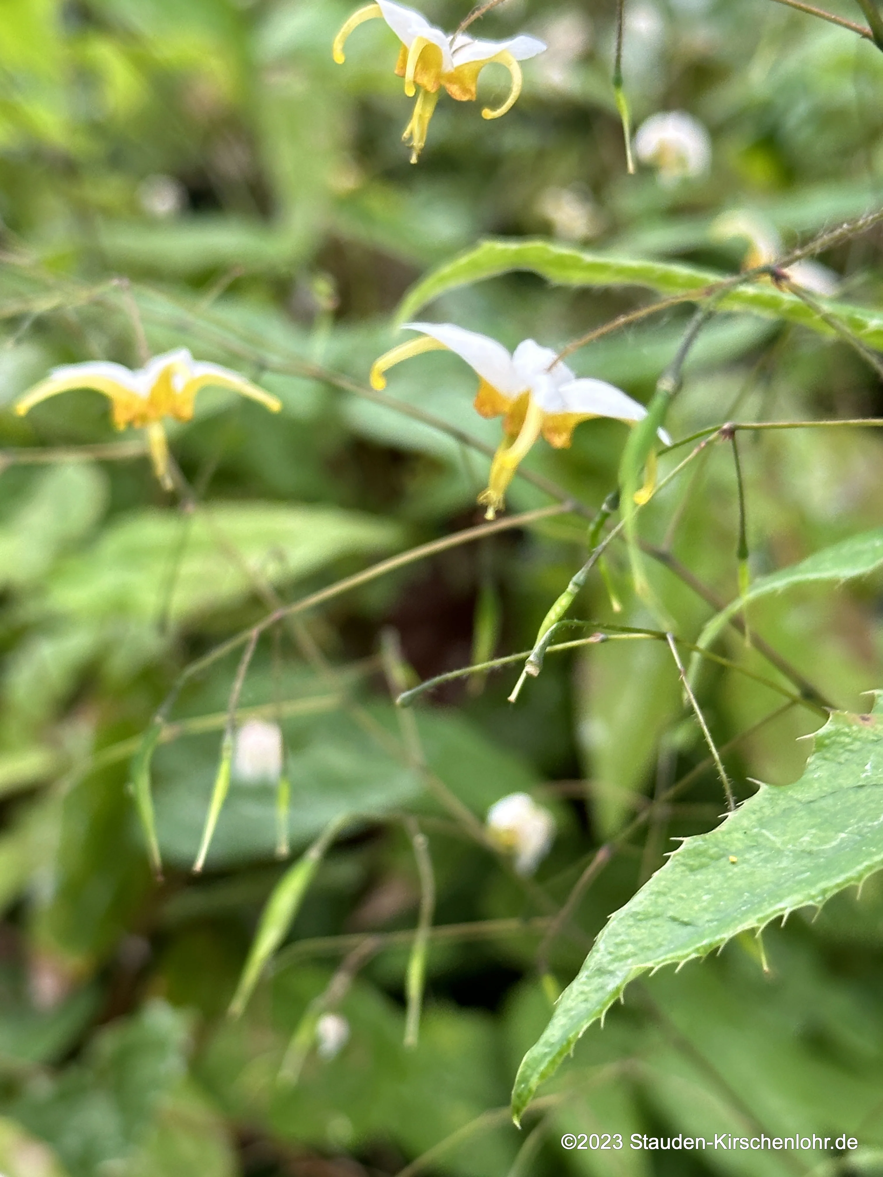 Epimedium 'Marion Courdoisy' NIS