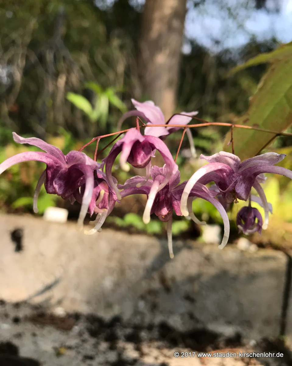Epimedium 'Phoenix' ('Wendy Perry's') NIS