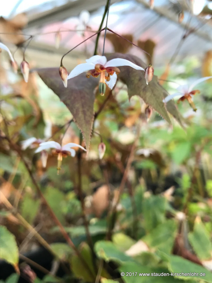 Epimedium pubescens