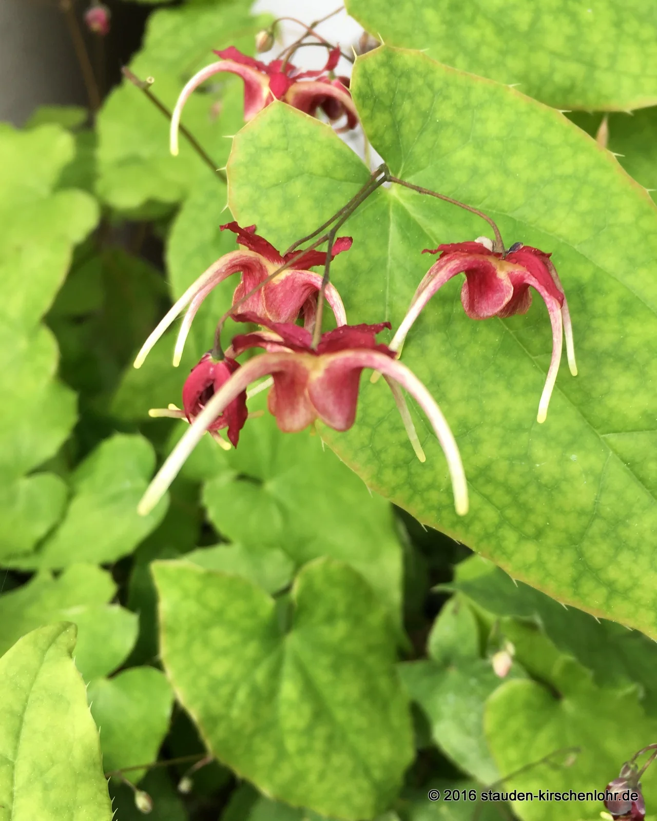 Epimedium 'Red Maximum'