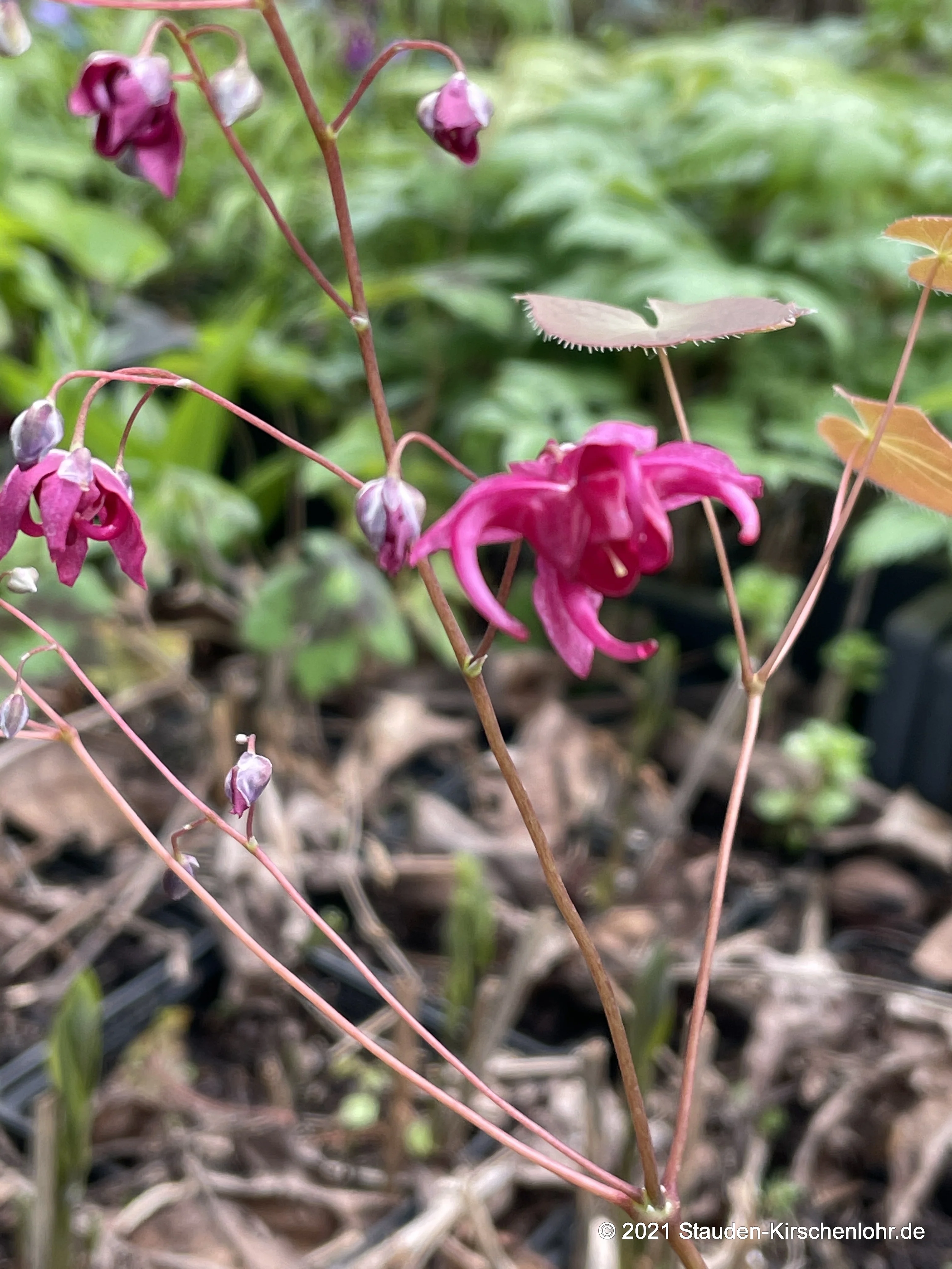 Epimedium 'Royal Purple' NIS