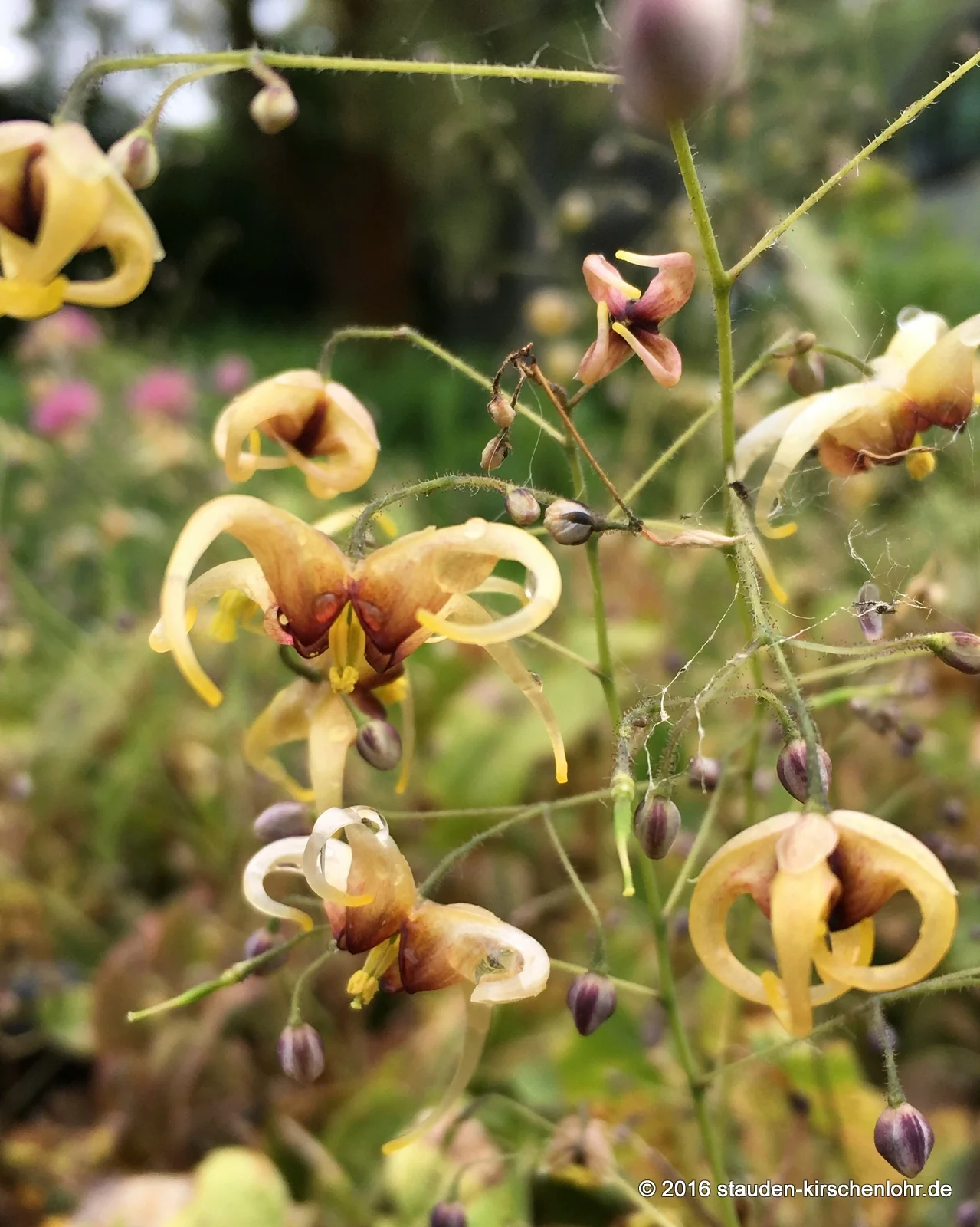 Epimedium wushanense 'Caramel' OG92009
