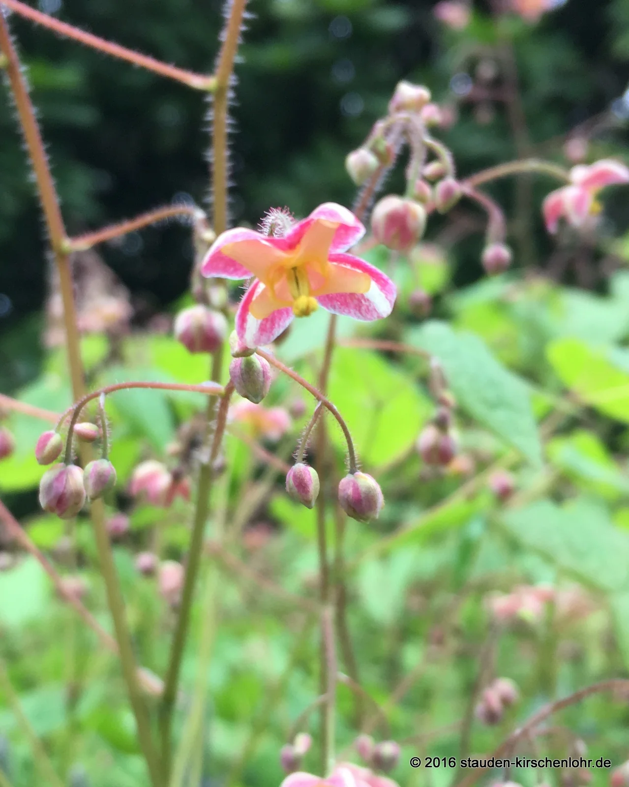 Epimedium x cantabrigiense