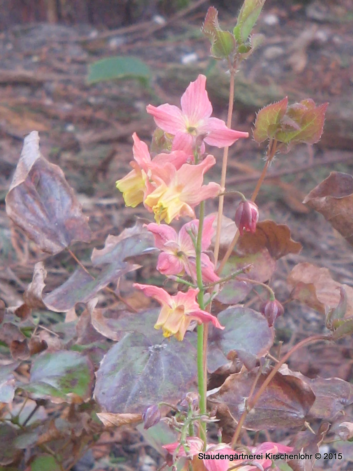 Epimedium x versicolor 'Cupreum'