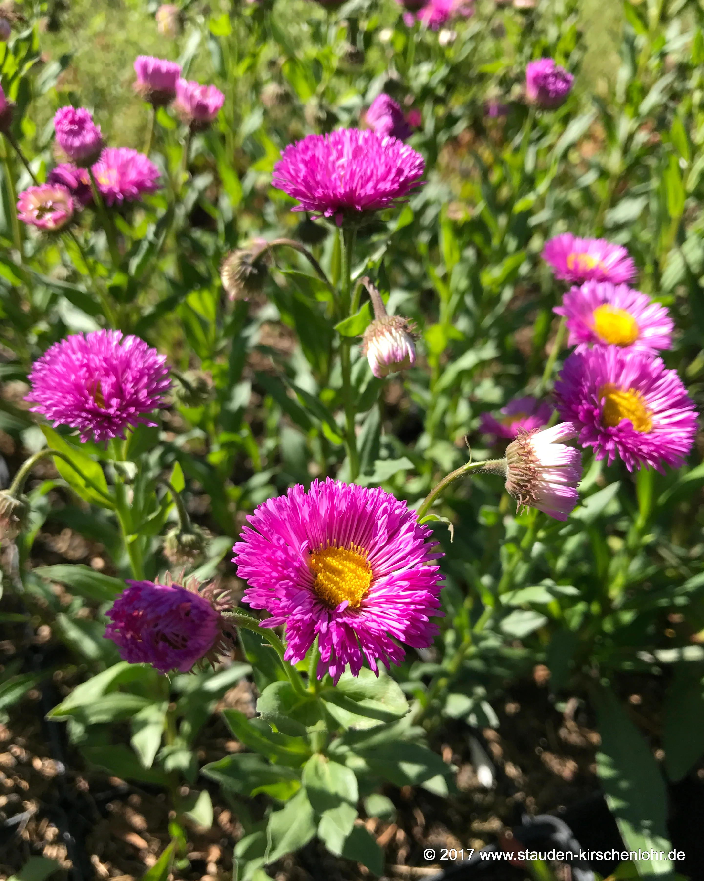 Erigeron 'Foersters Liebling'