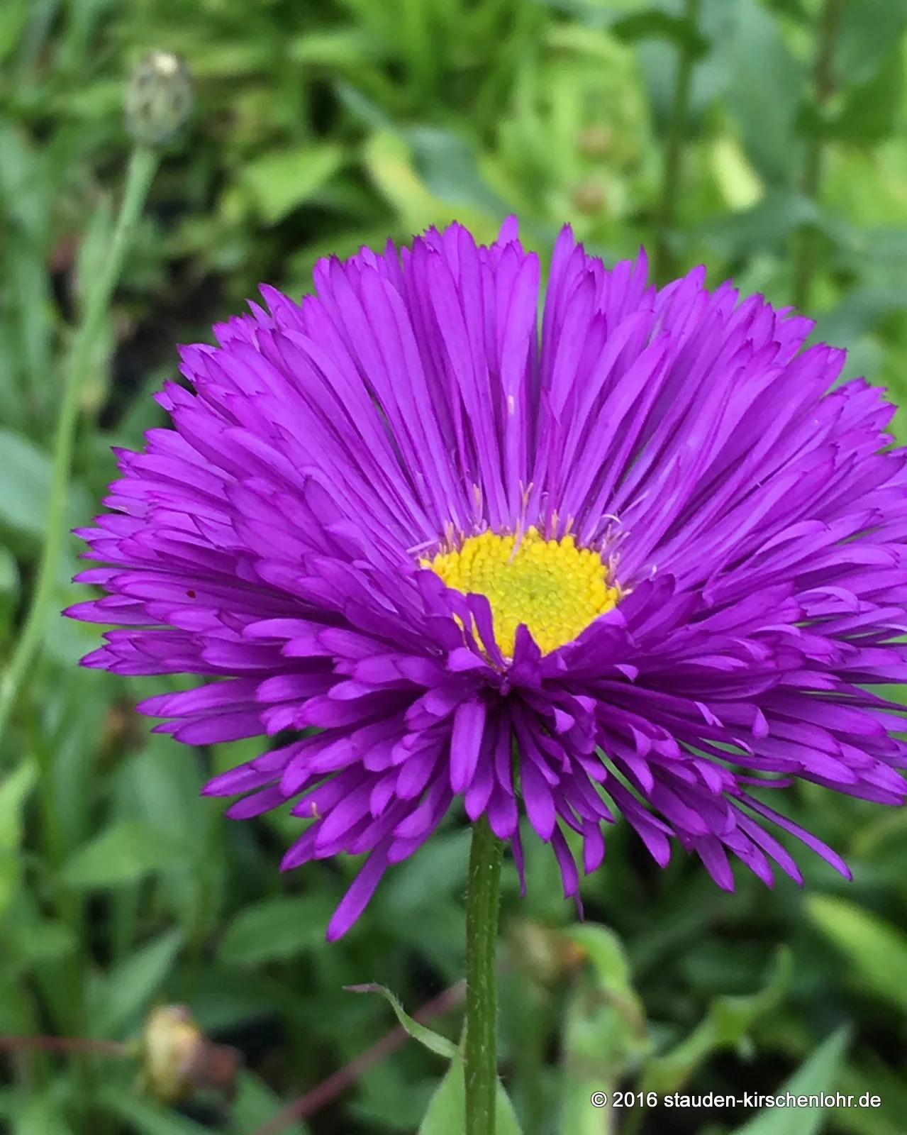 Erigeron 'Schwarzes Meer'