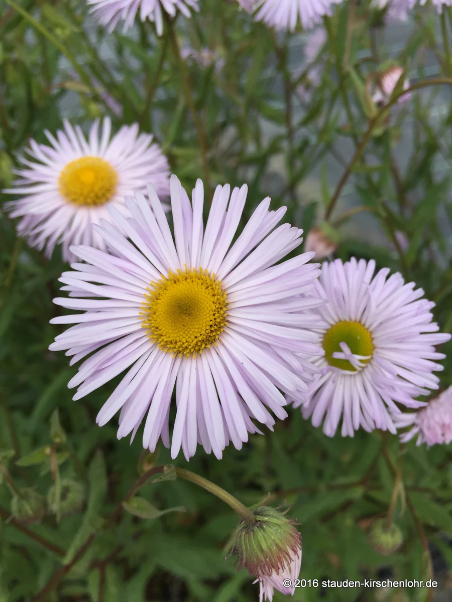 Erigeron 'Sommerneuschnee'