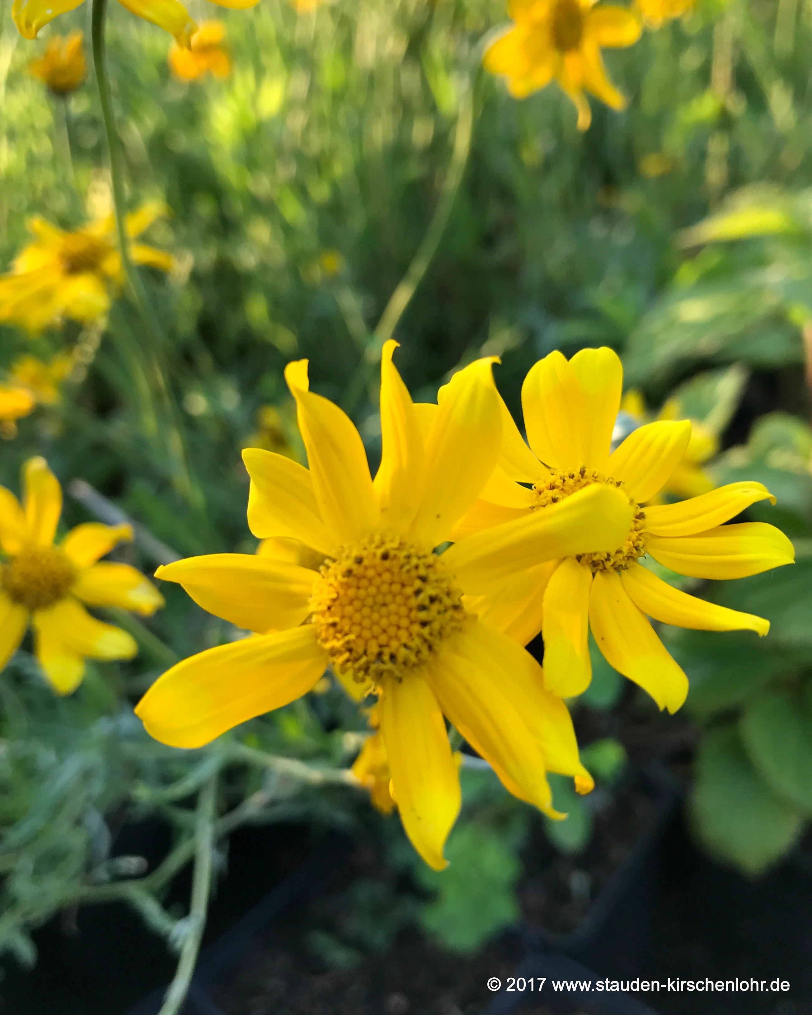 Eriophyllum lanatum