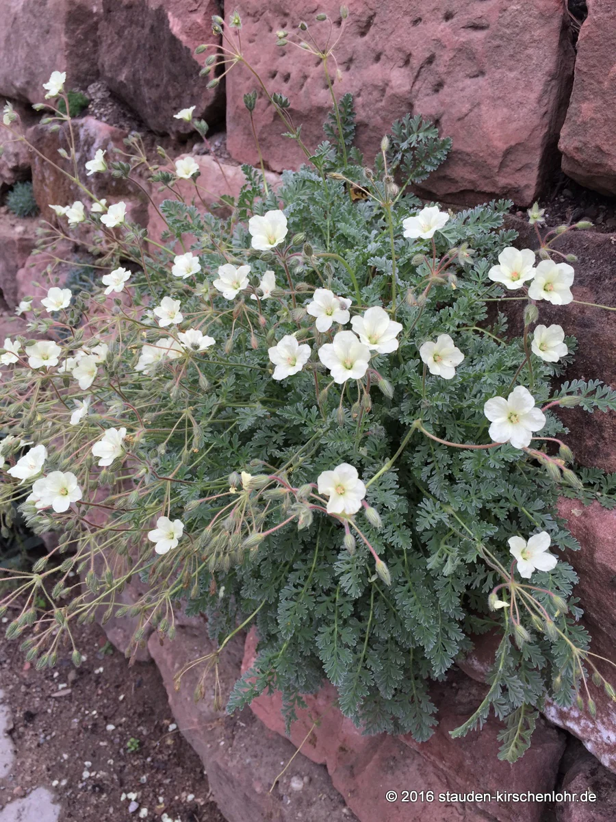 Erodium chrysanthum