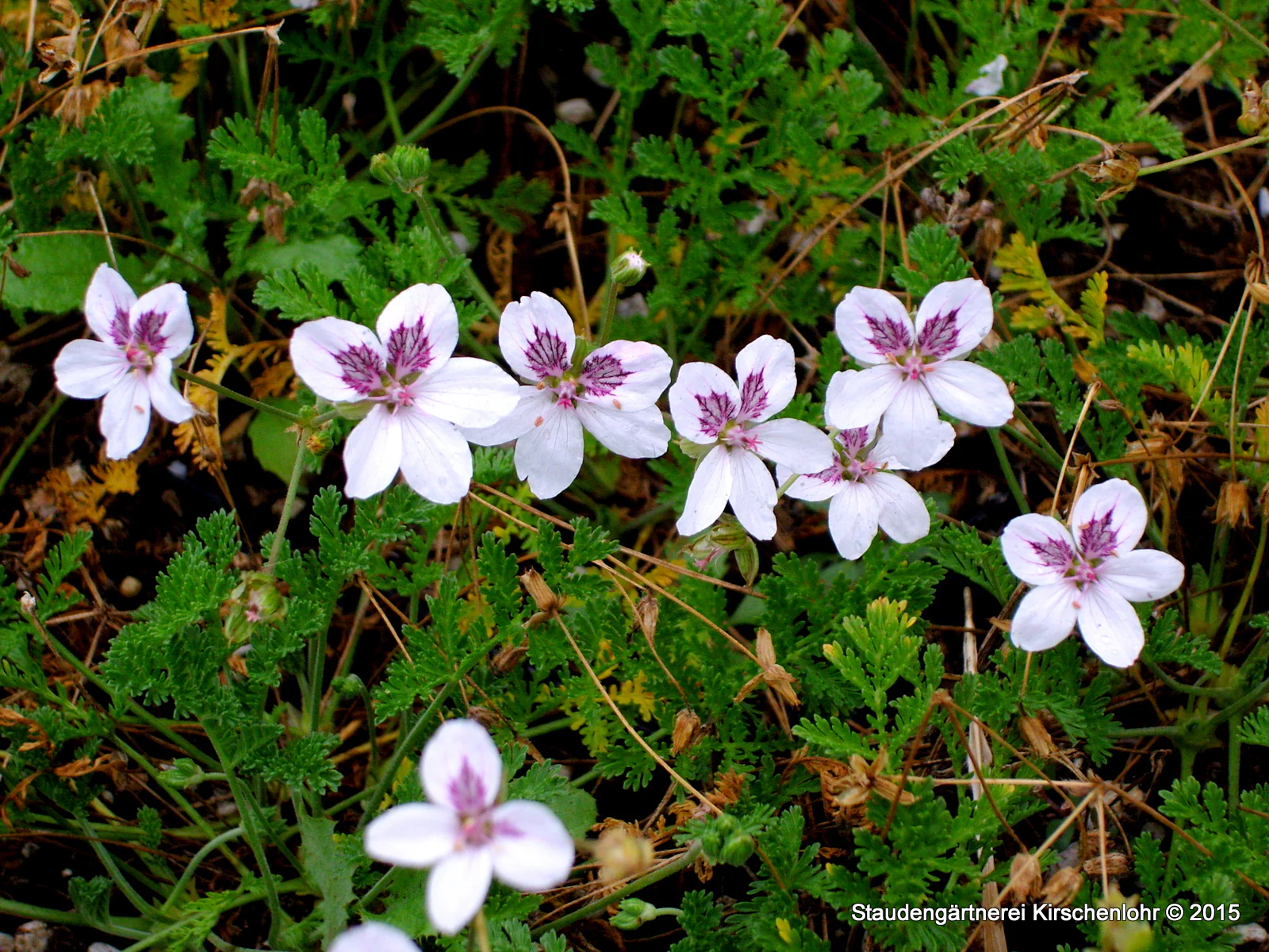 Erodium guttatum