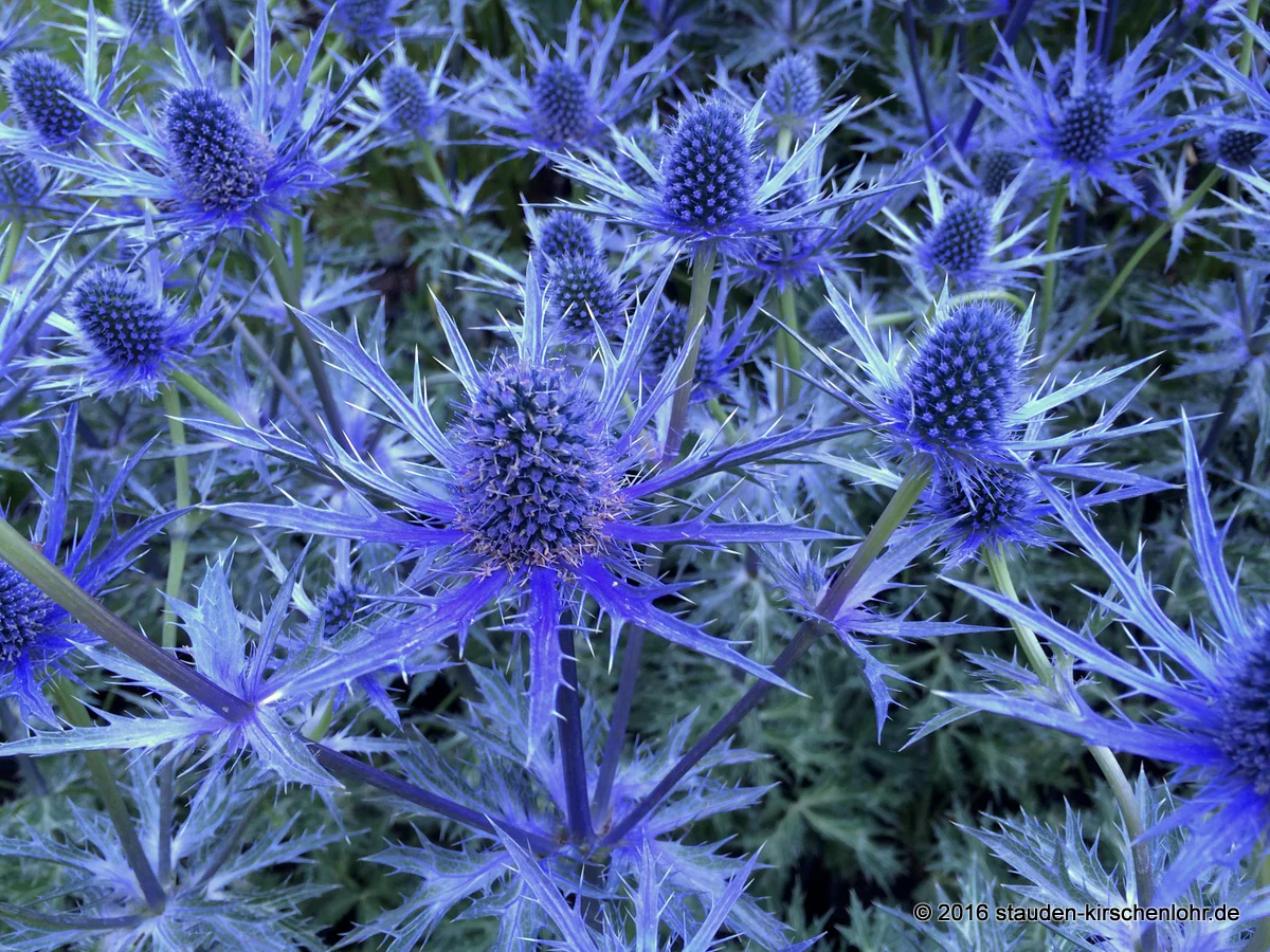 Eryngium x oliverianum 'Blauer Ritter'
