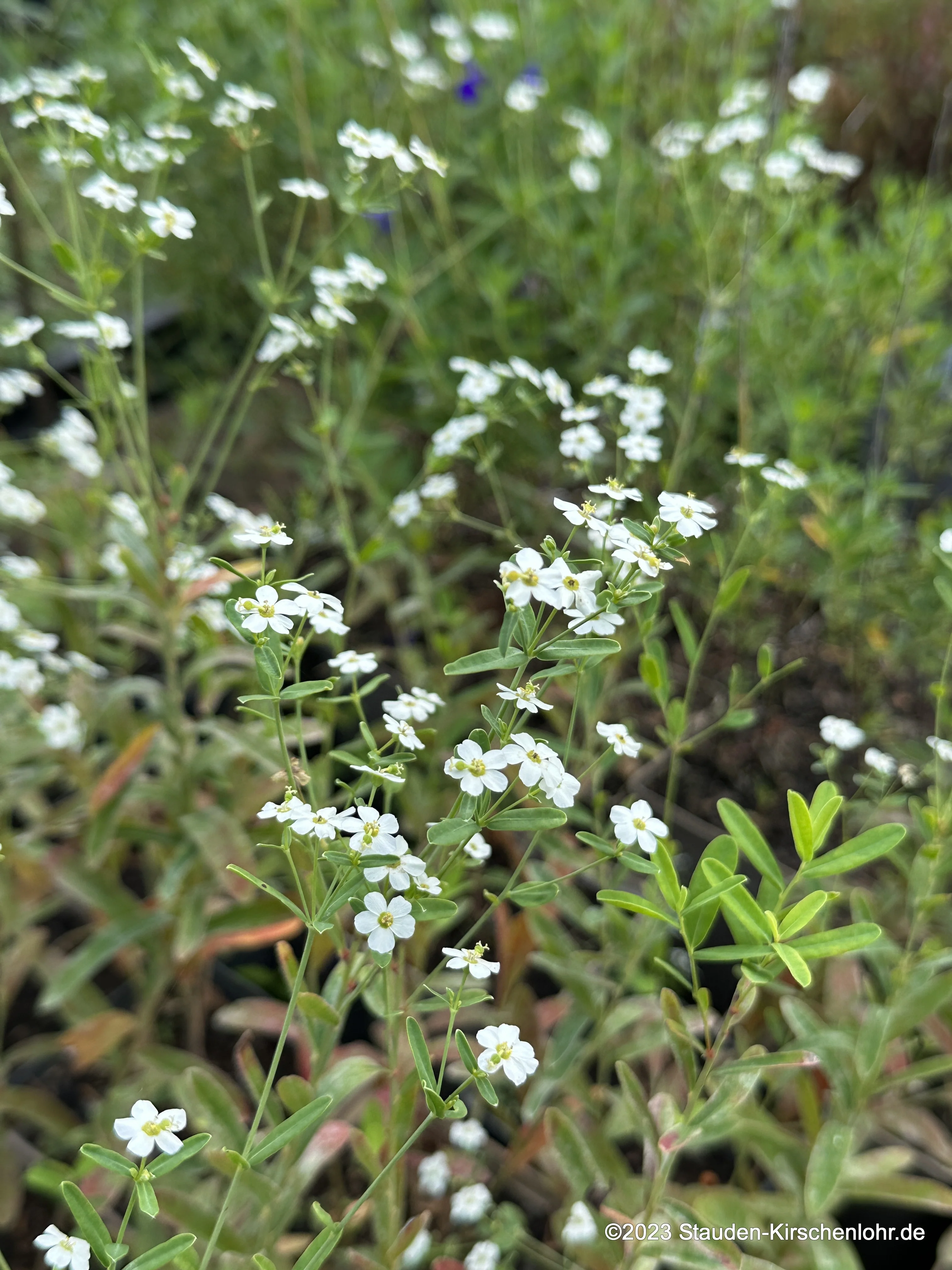 Euphorbia corollata