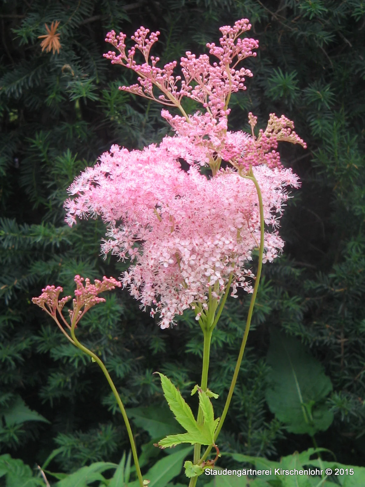 Filipendula rubra 'Venusta'
