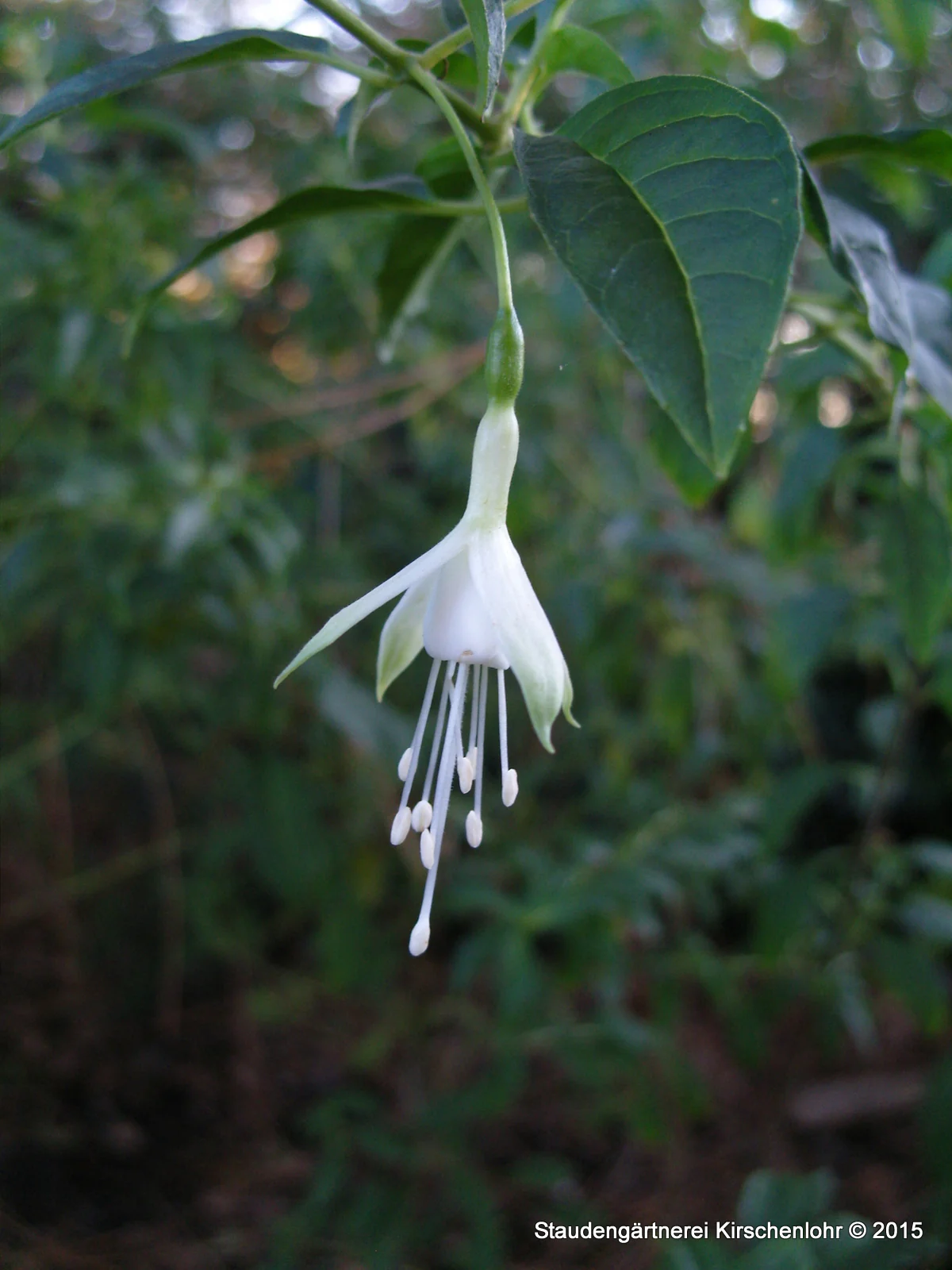 Fuchsia 'Hawkshead'